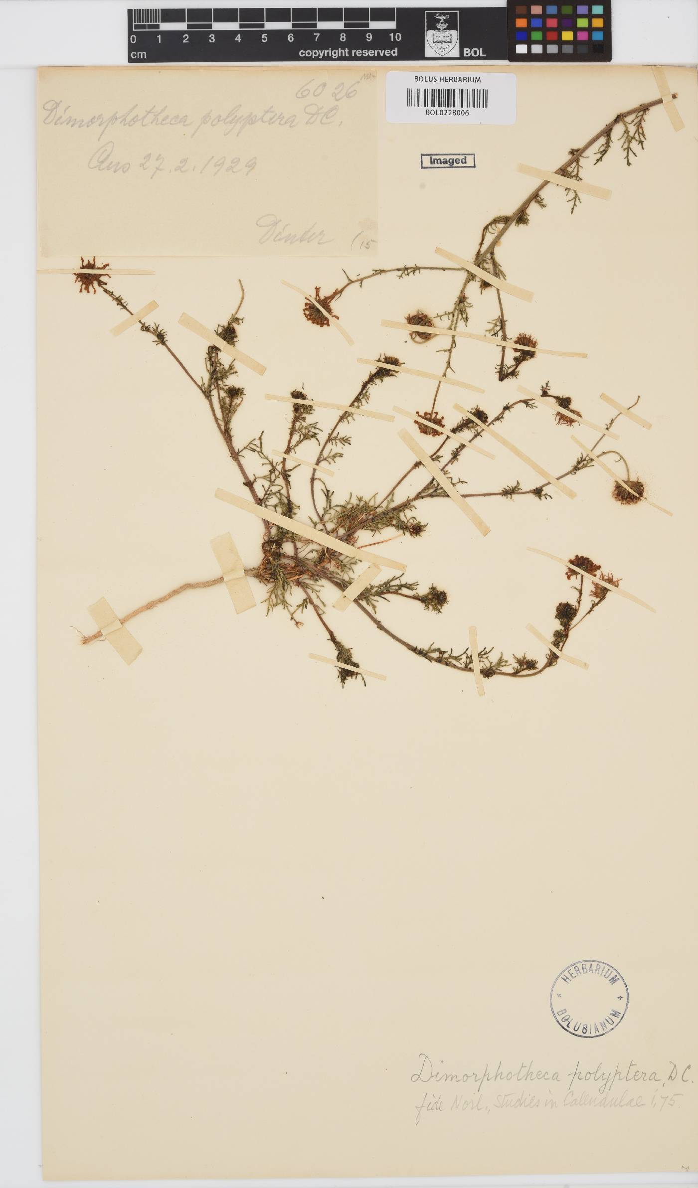 Dimorphotheca polyptera image
