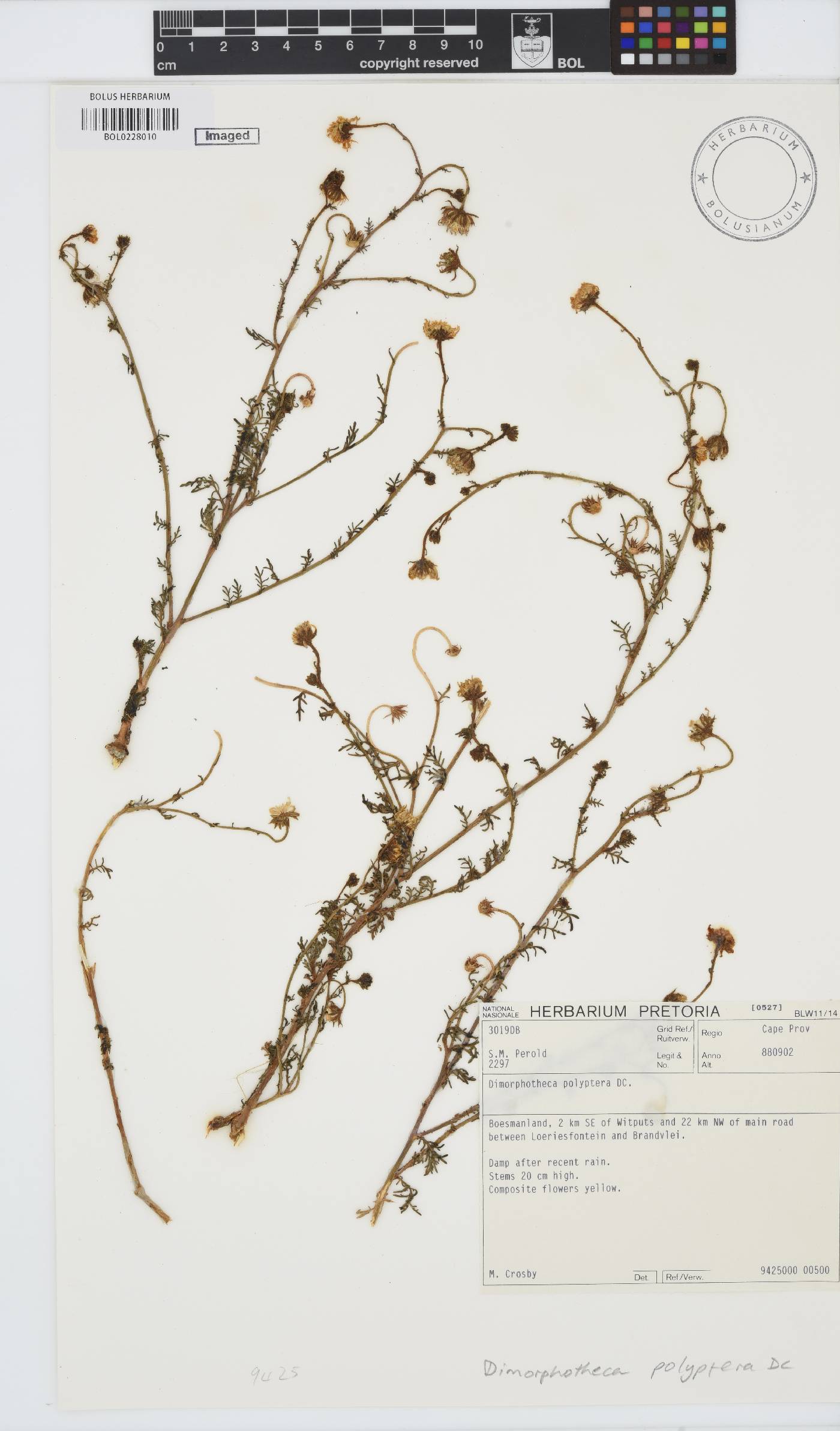 Dimorphotheca polyptera image