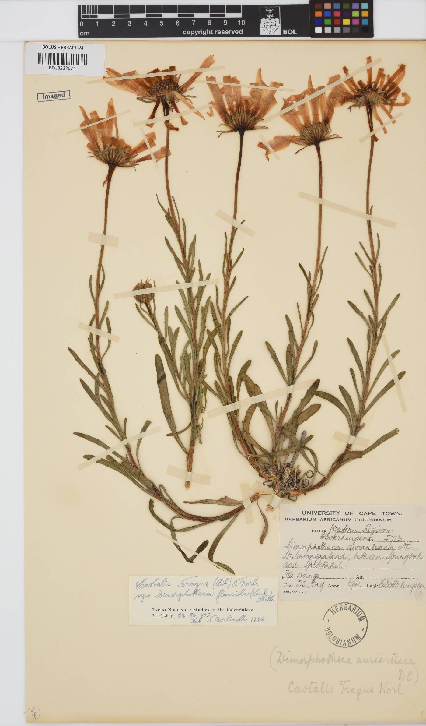 Dimorphotheca tragus image