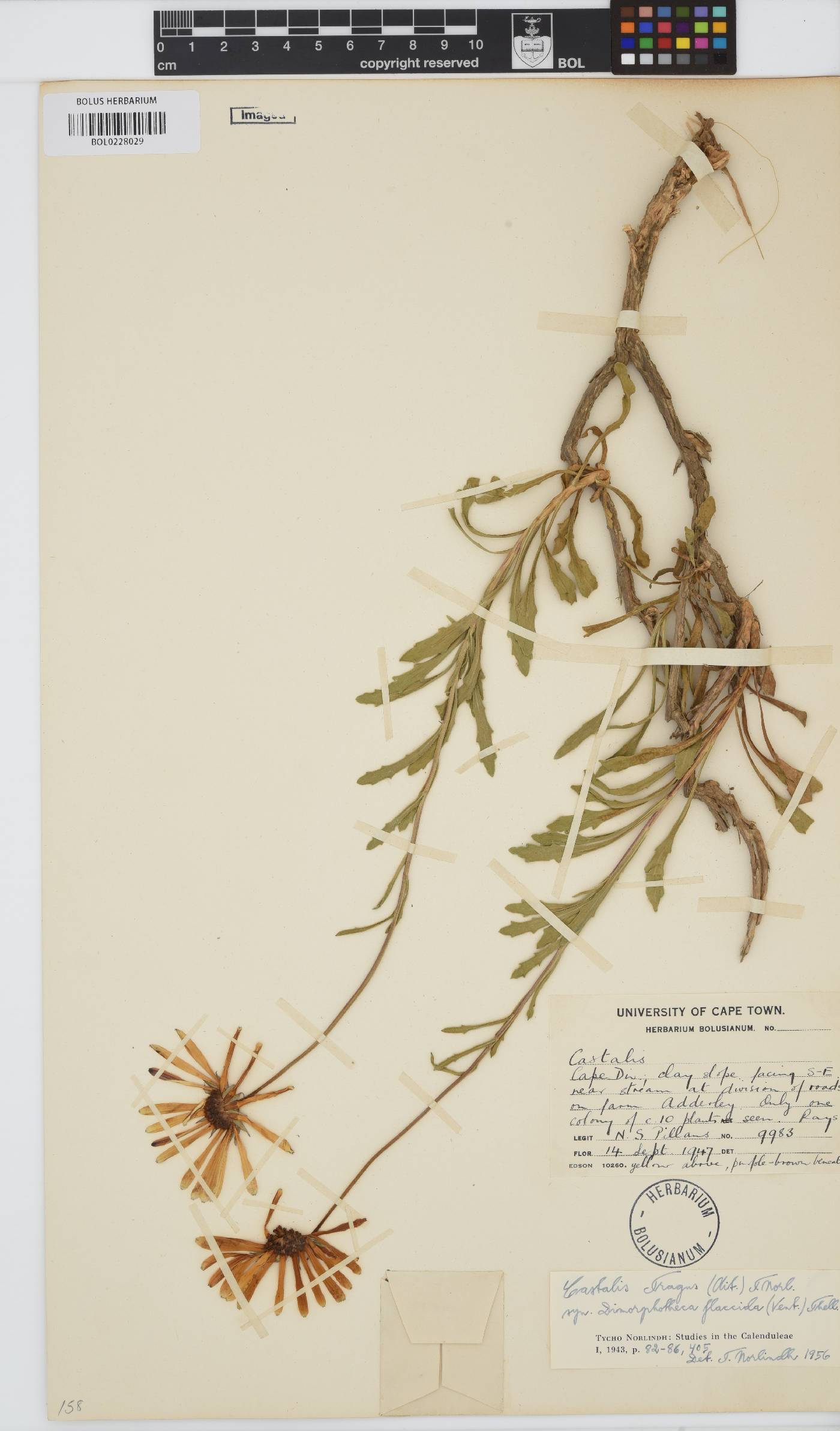Dimorphotheca tragus image