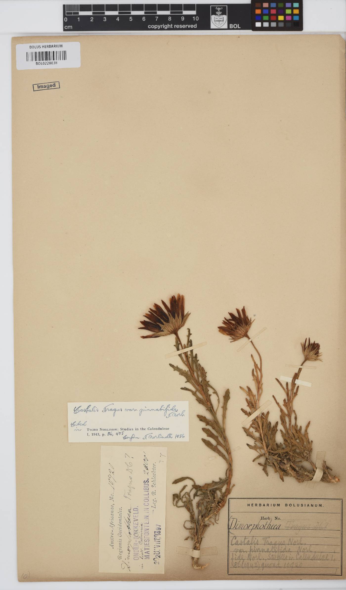 Dimorphotheca tragus image