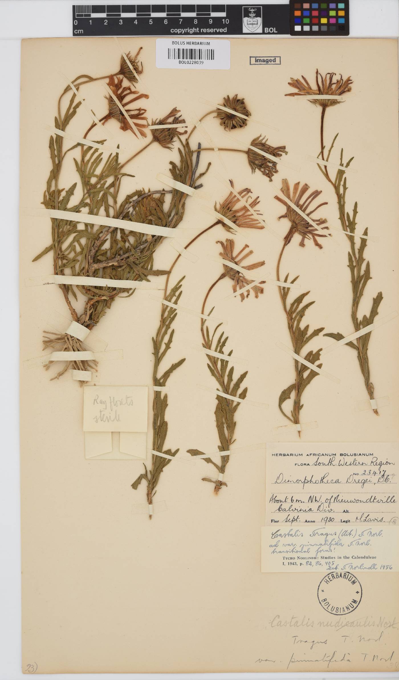 Dimorphotheca tragus image