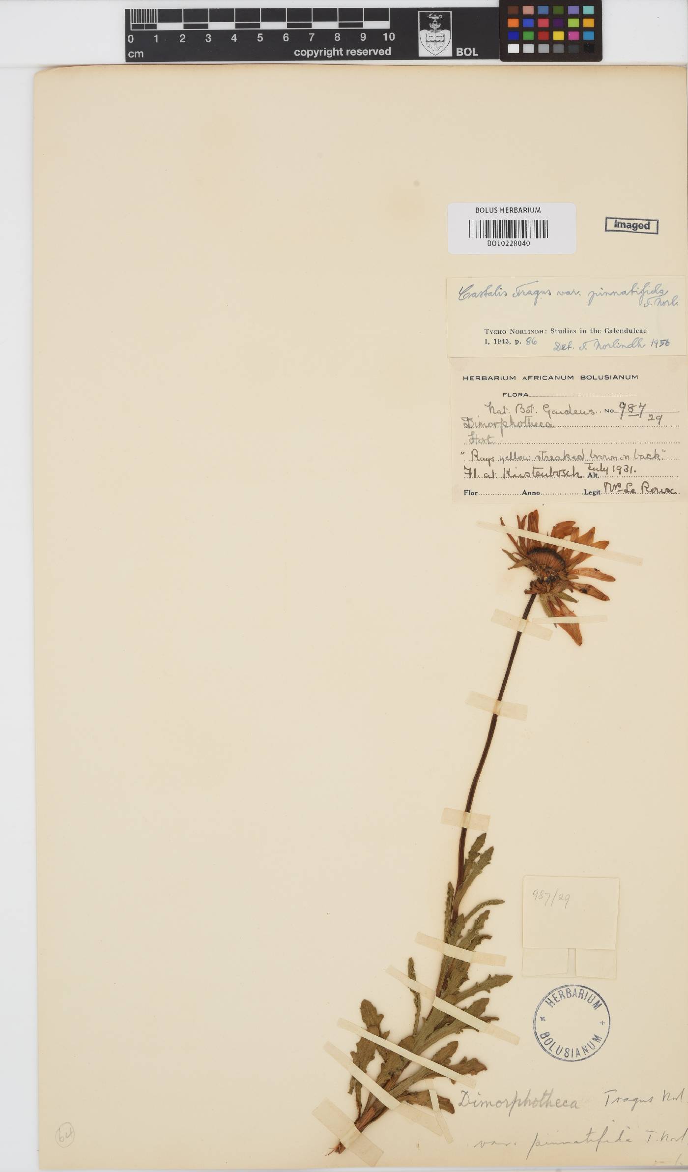 Dimorphotheca tragus image