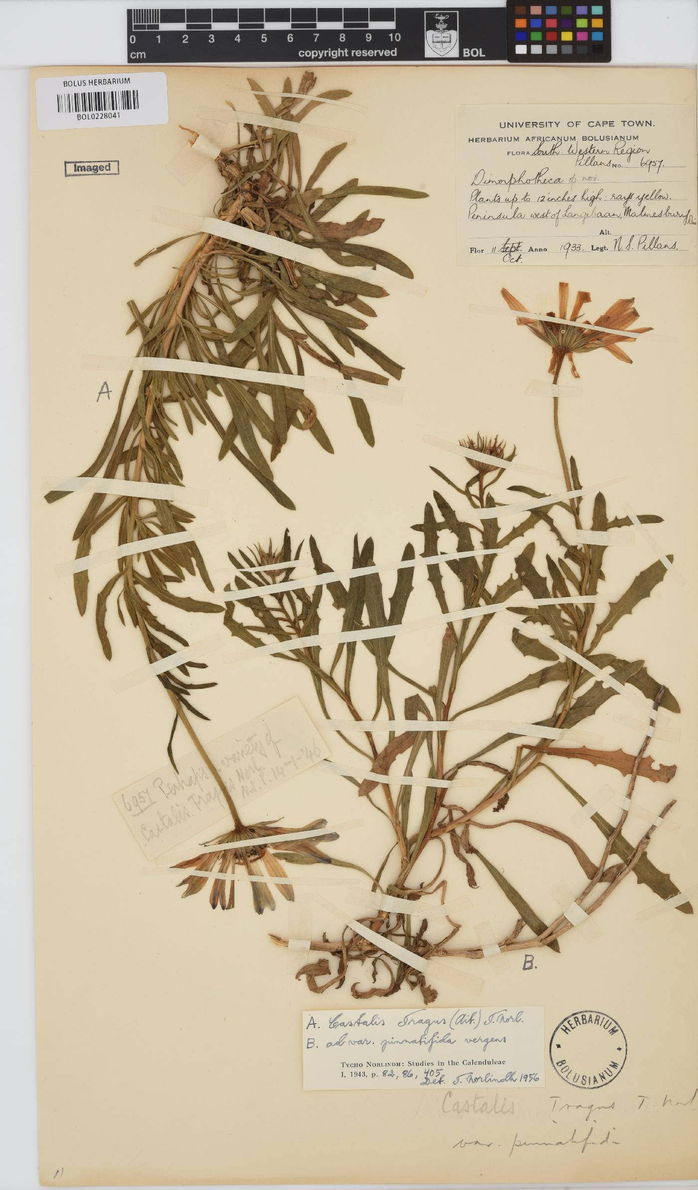 Dimorphotheca tragus image