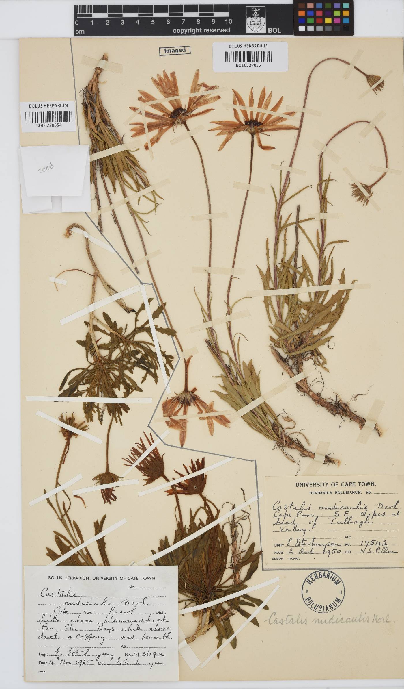 Dimorphotheca nudicaulis image