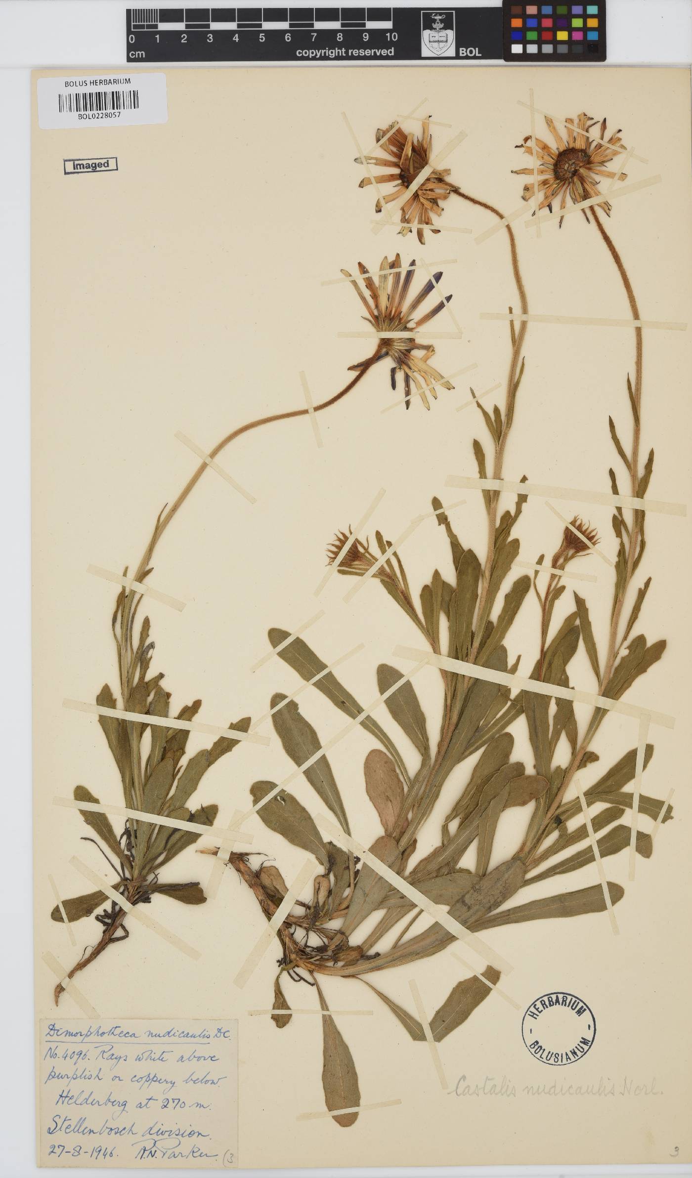 Dimorphotheca nudicaulis var. nudicaulis image