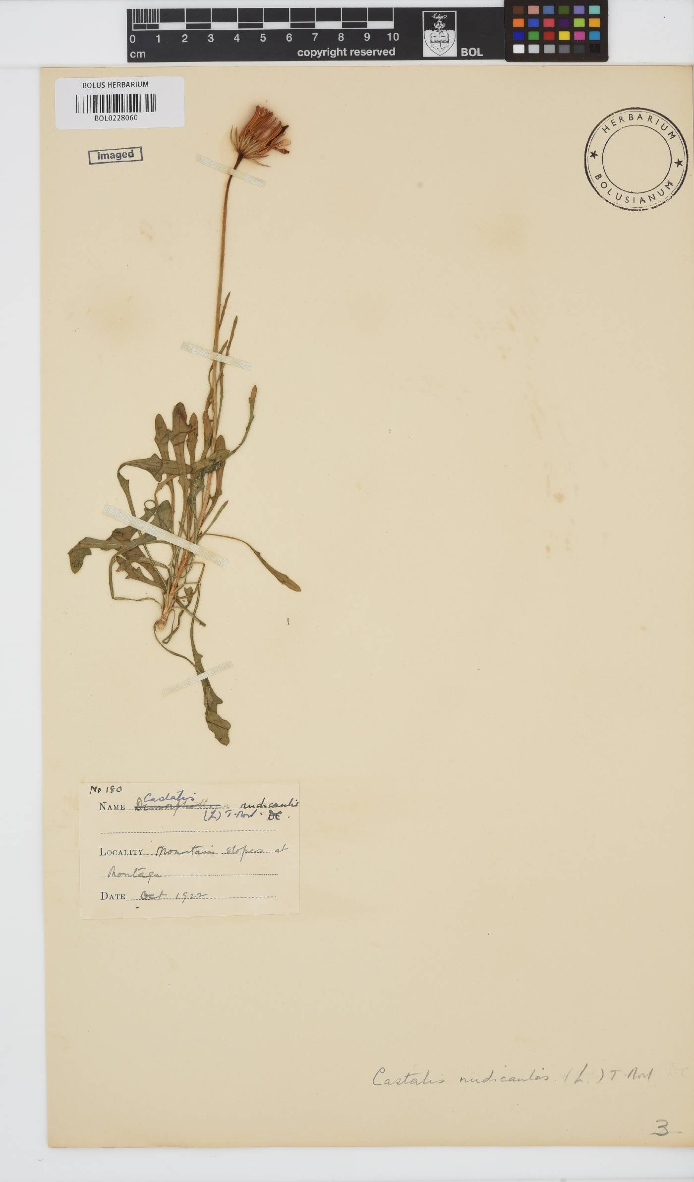 Dimorphotheca nudicaulis image