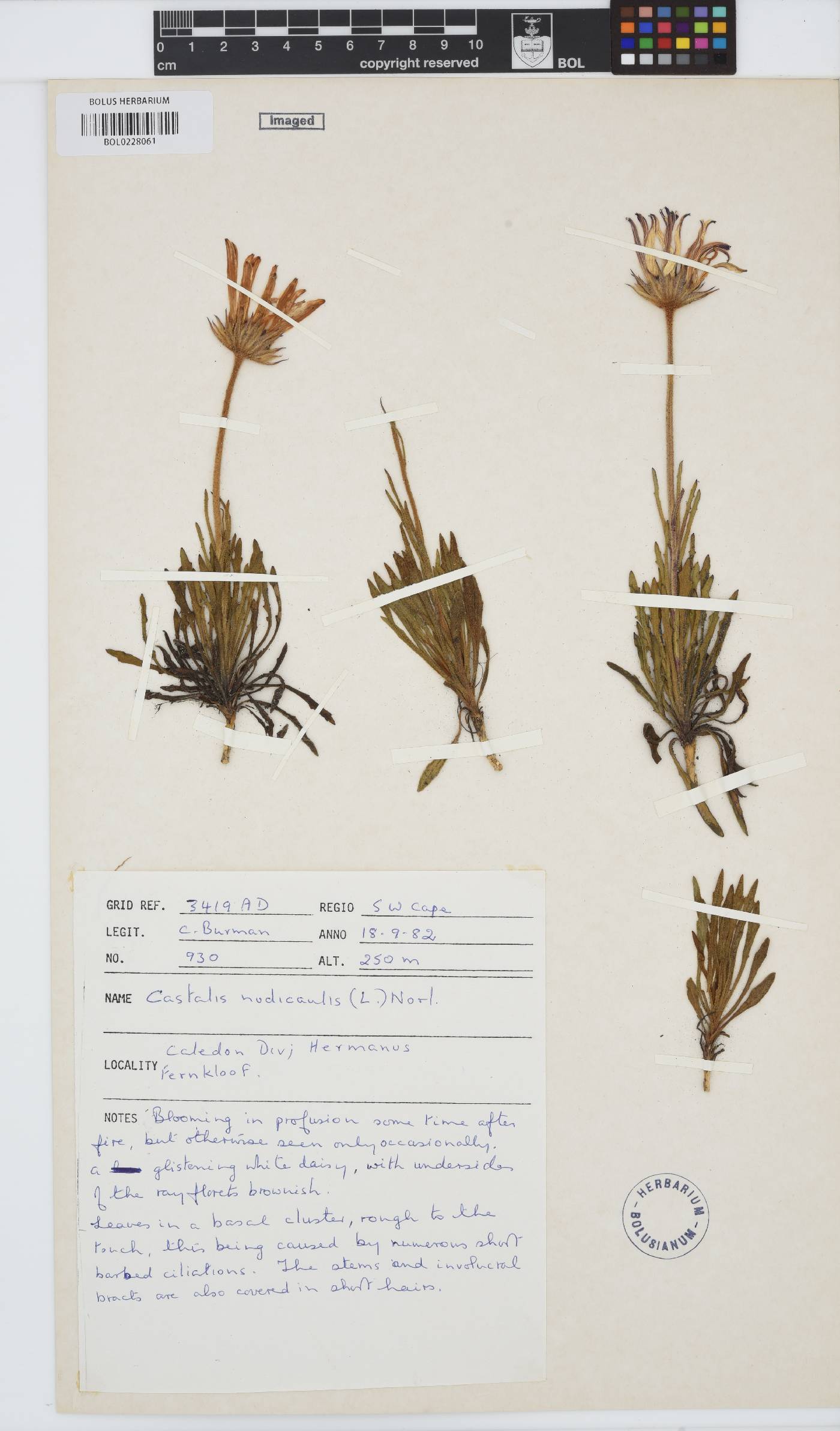Dimorphotheca nudicaulis var. nudicaulis image