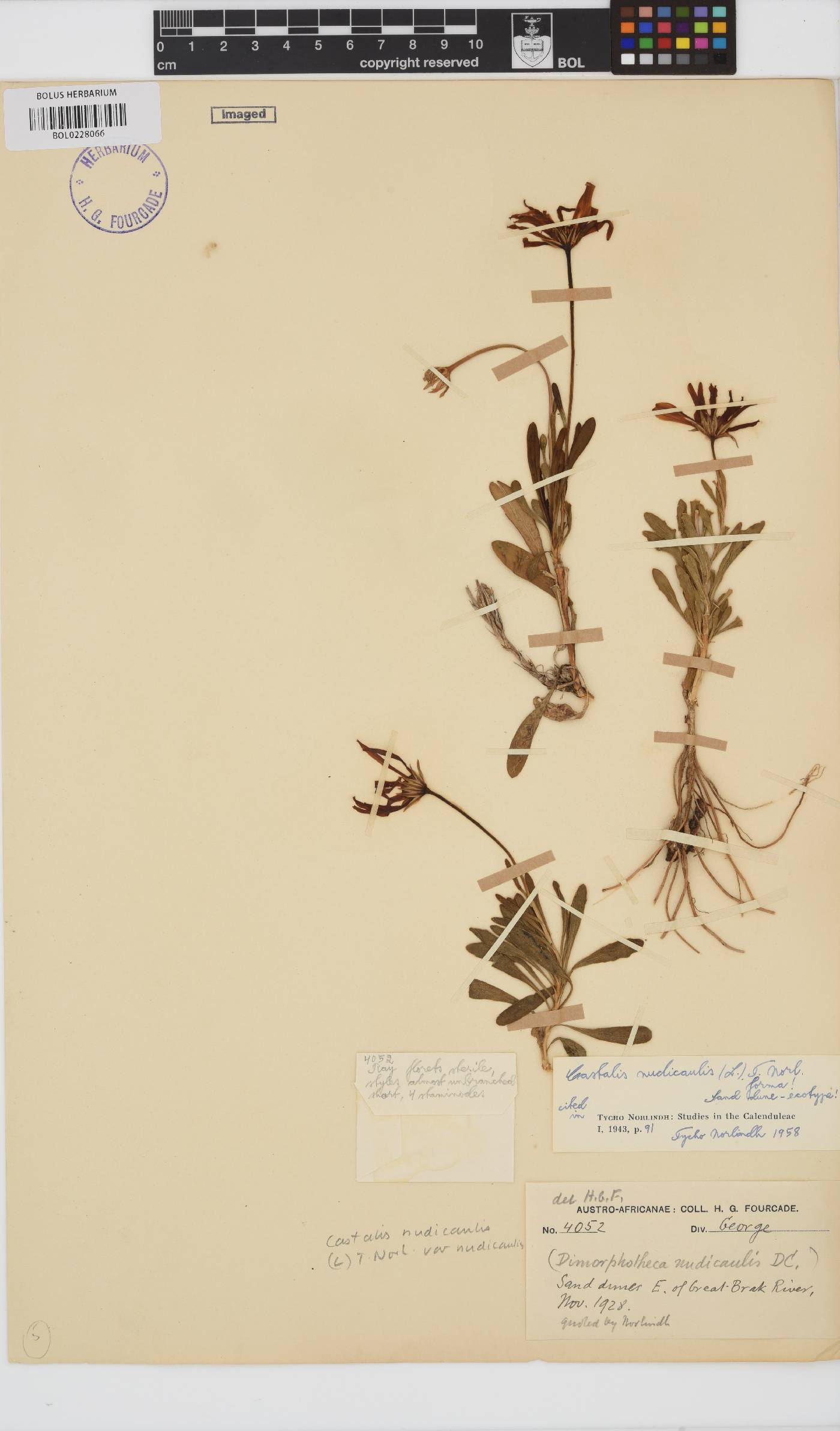 Dimorphotheca nudicaulis image