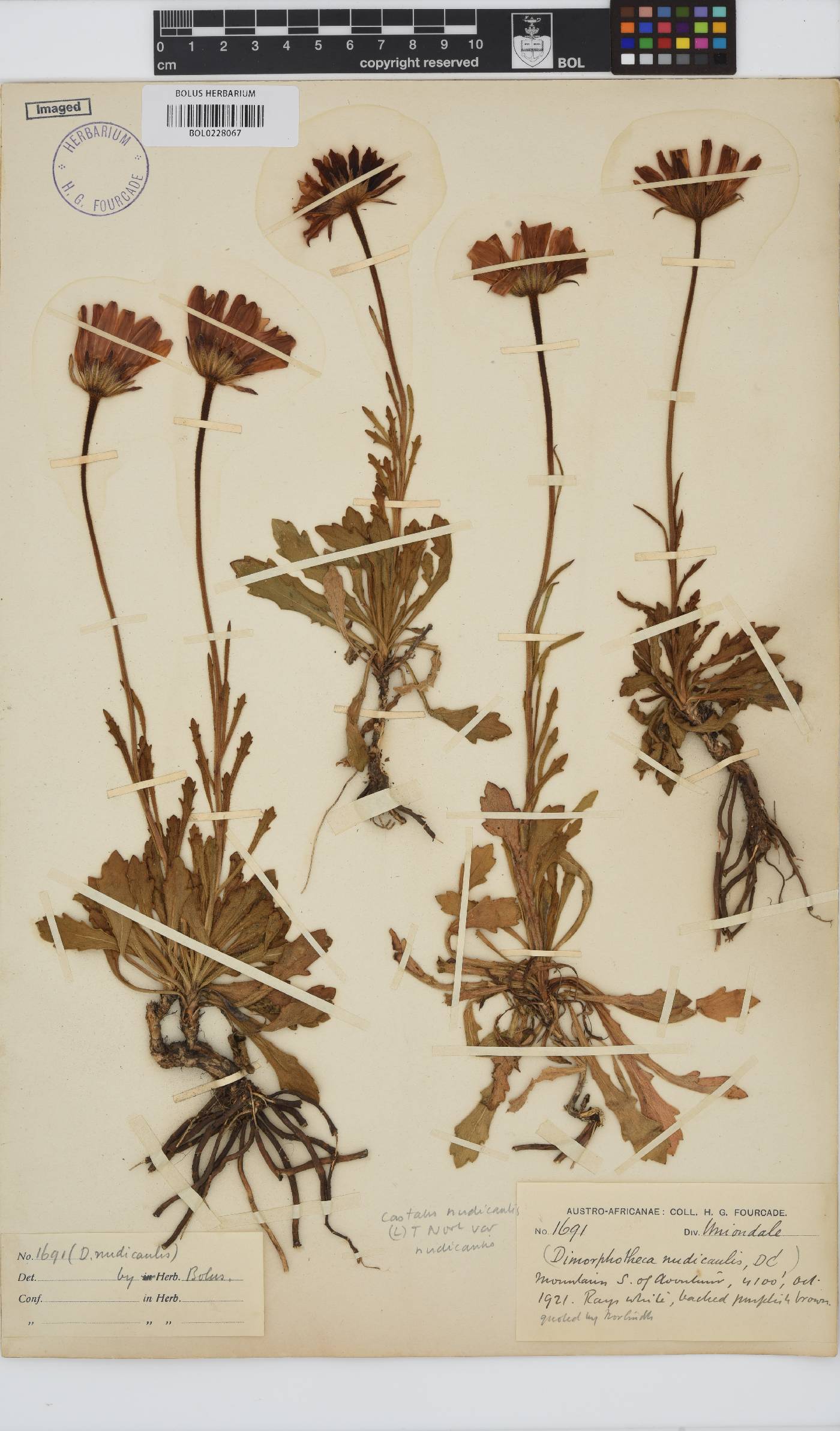 Dimorphotheca nudicaulis image