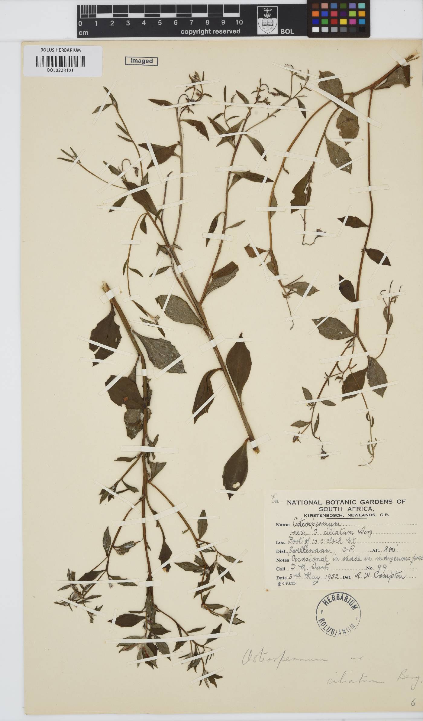 Osteospermum ciliatum image