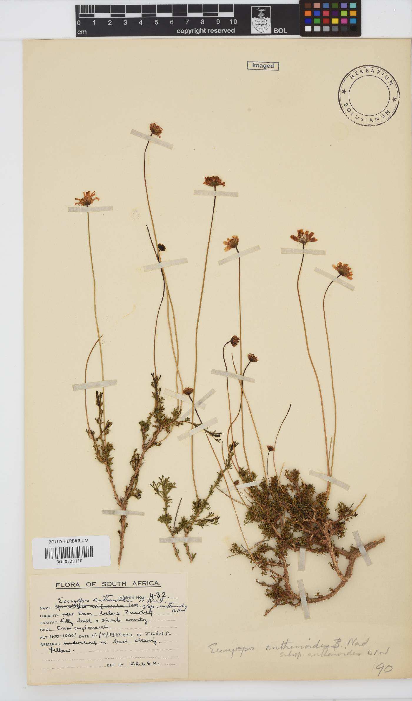 Euryops anthemoides image