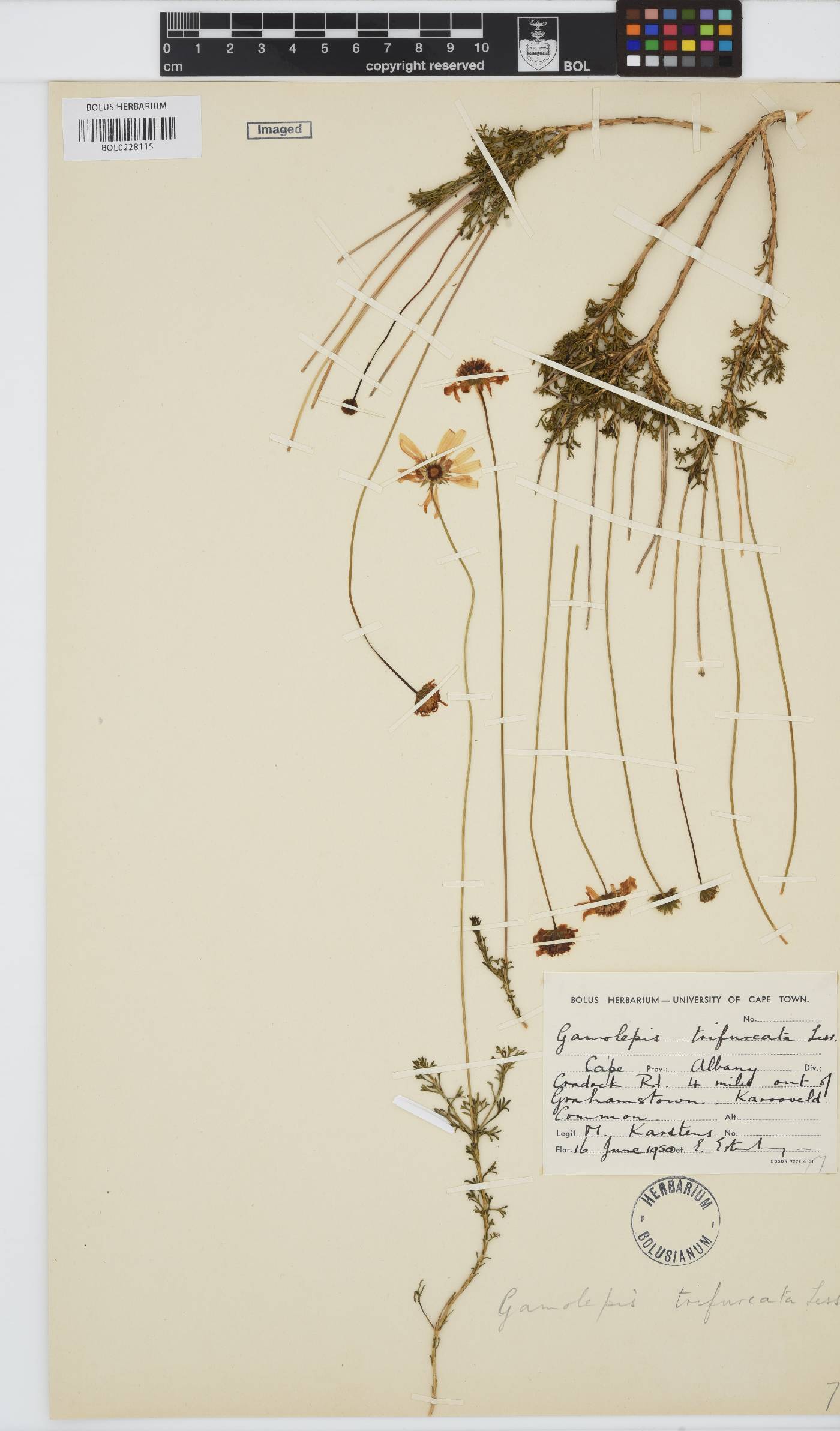 Euryops anthemoides image