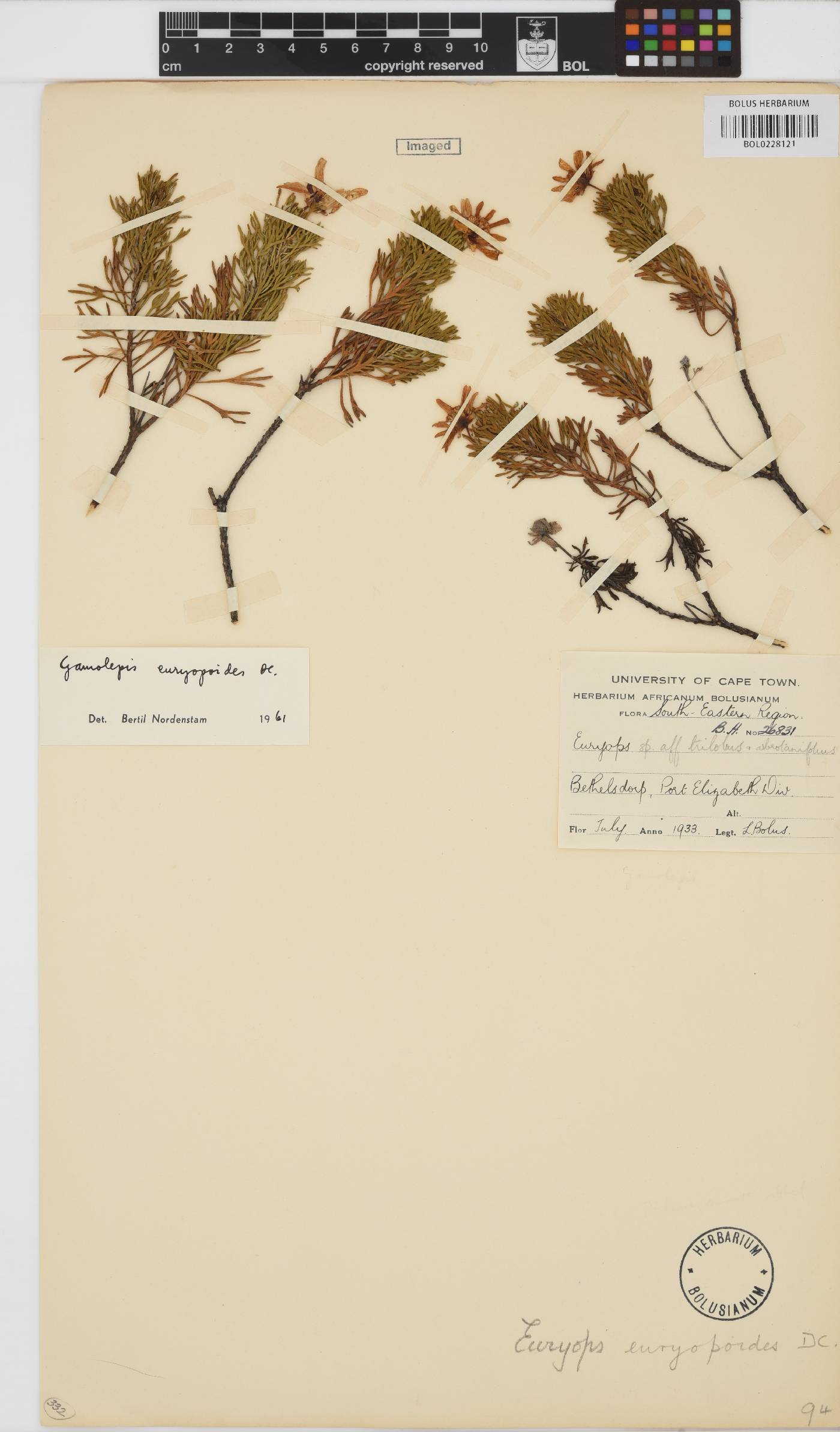 Euryops image