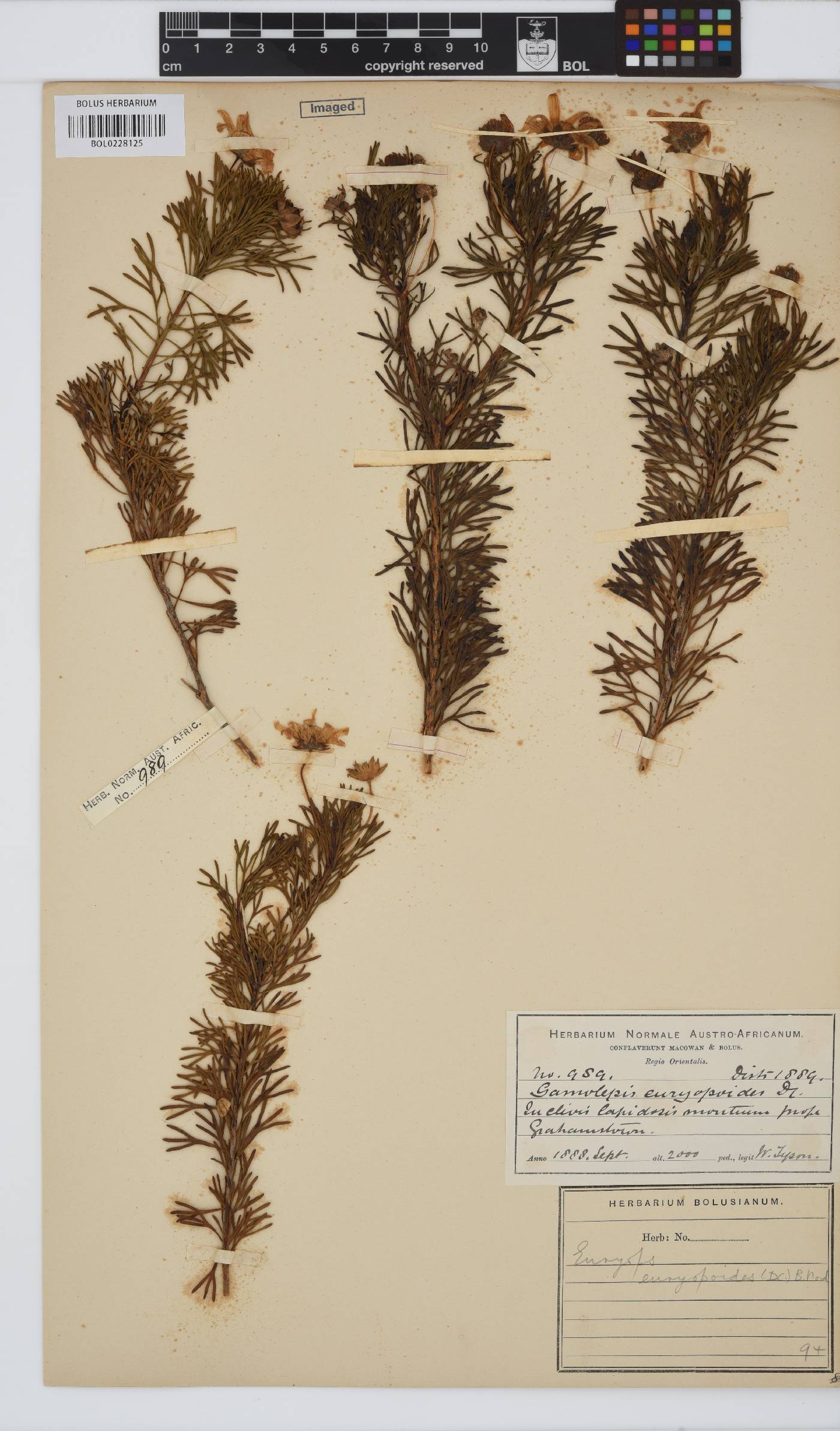 Euryops euryopoides image