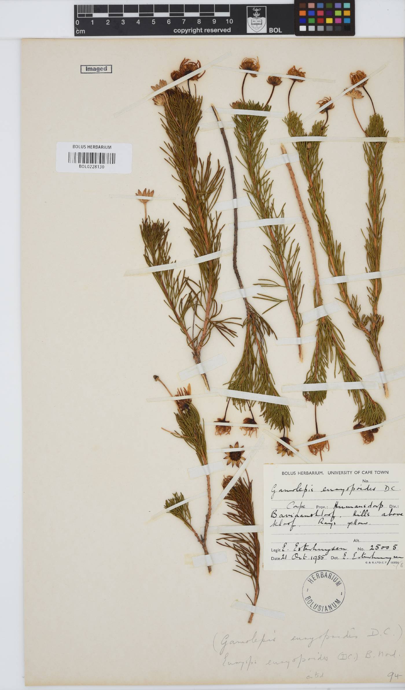 Euryops euryopoides image