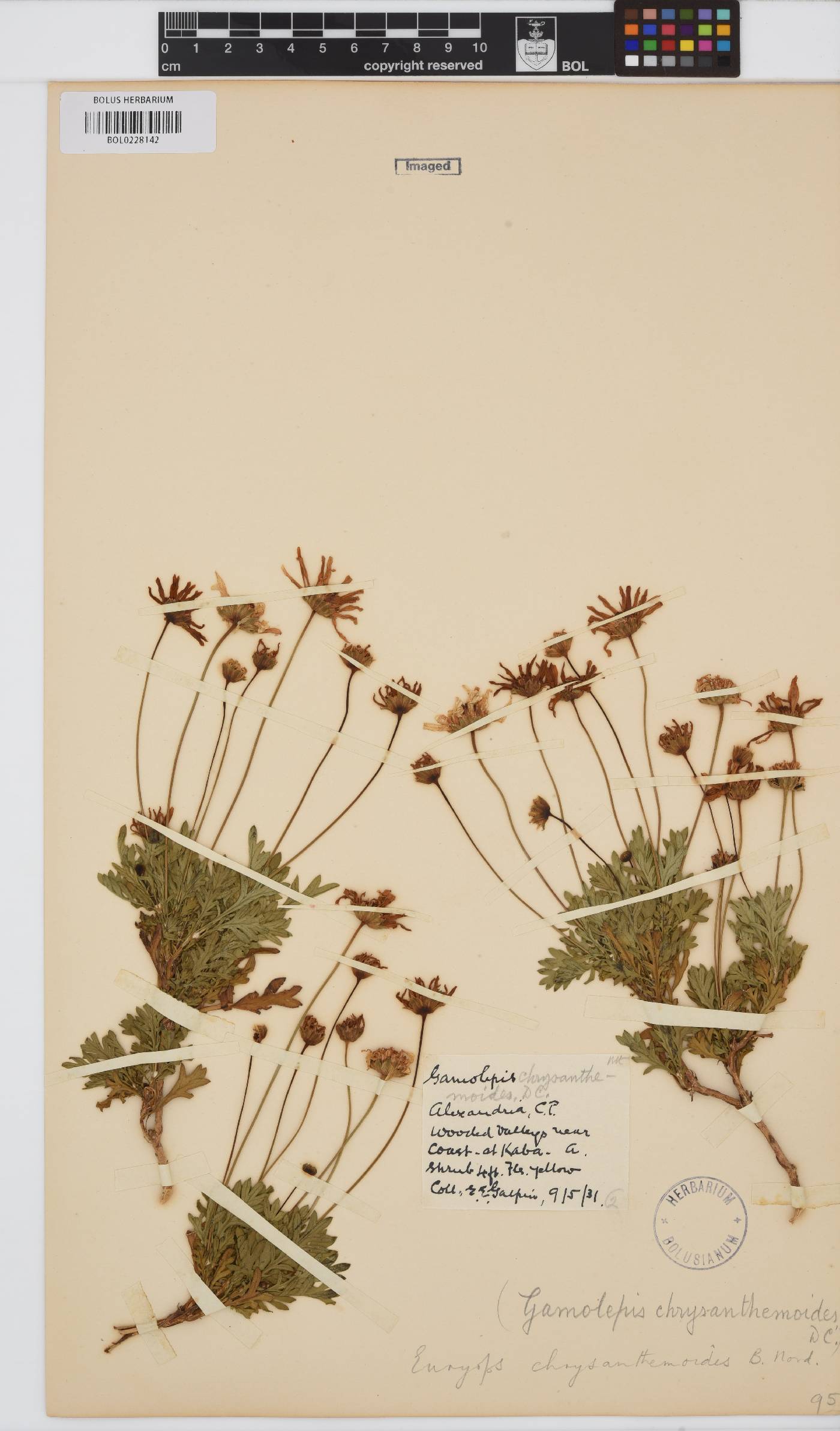 Euryops chrysanthemoides image