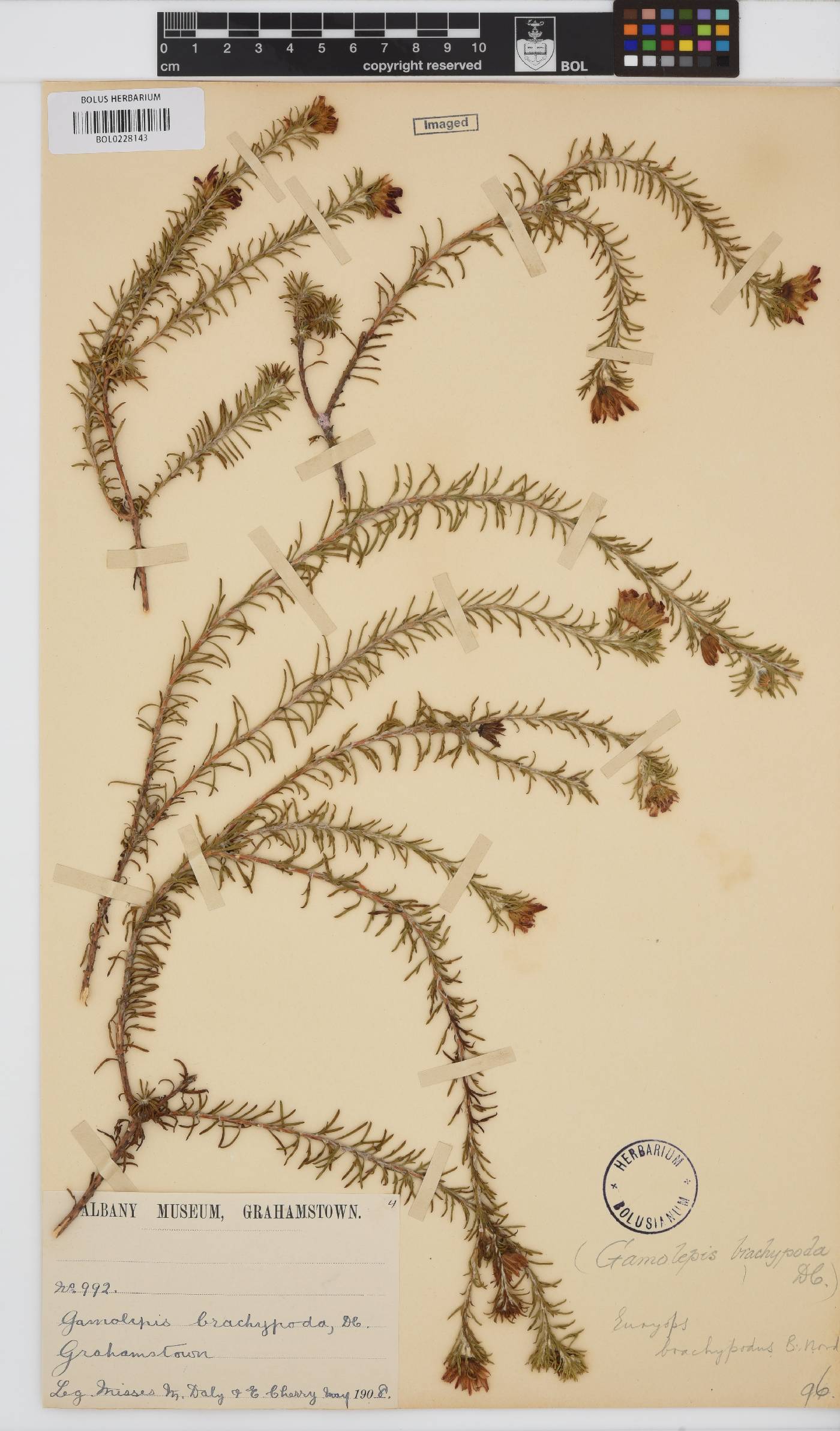Euryops brachypodus image