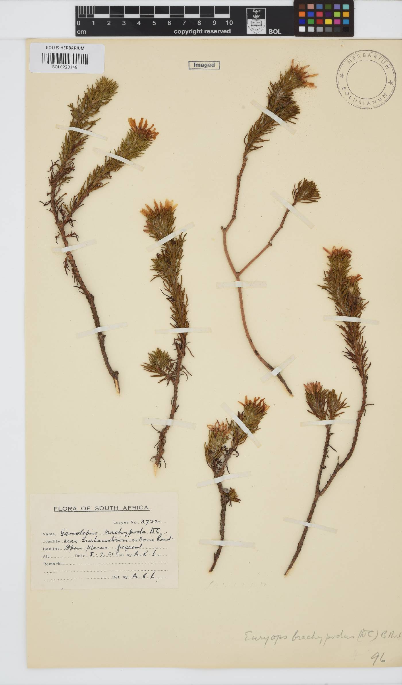 Euryops brachypodus image