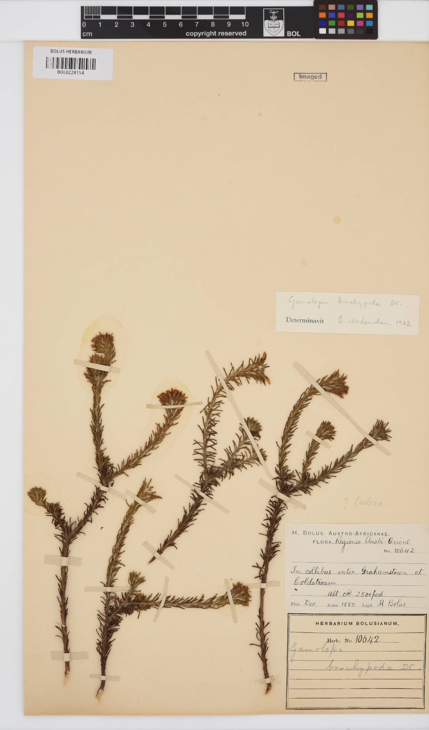 Euryops brachypodus image