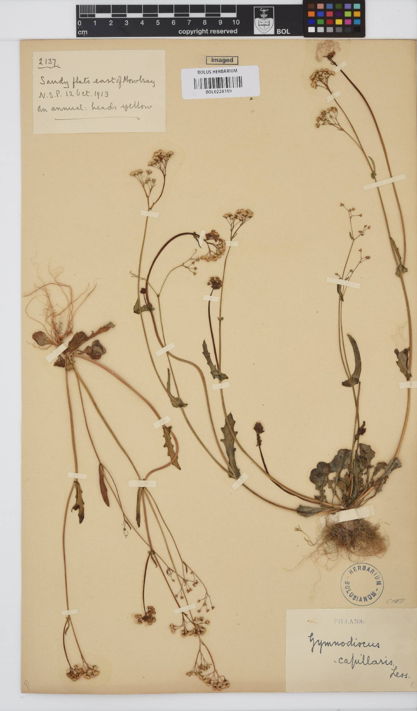 Gymnodiscus capillaris image