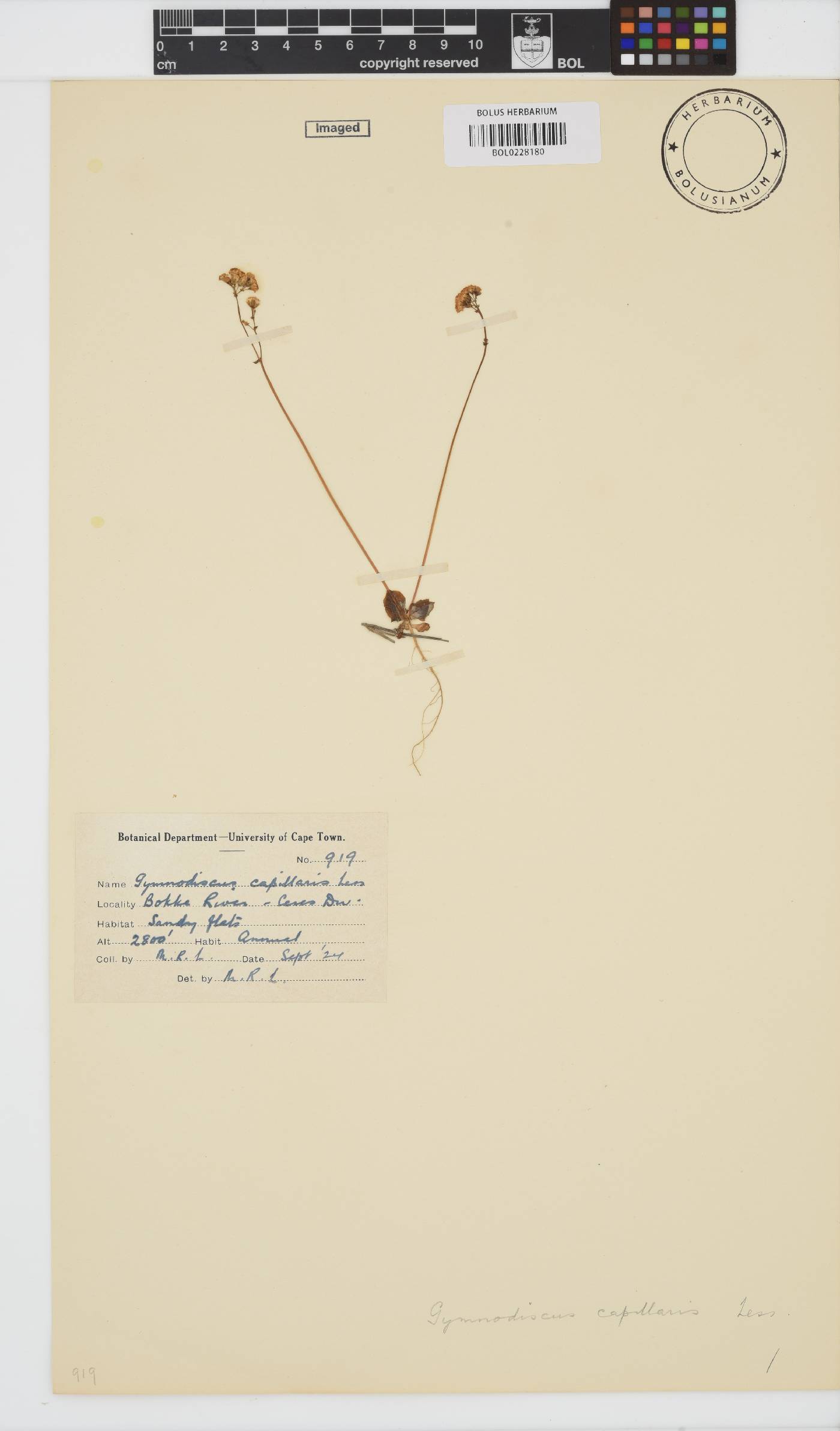Gymnodiscus capillaris image