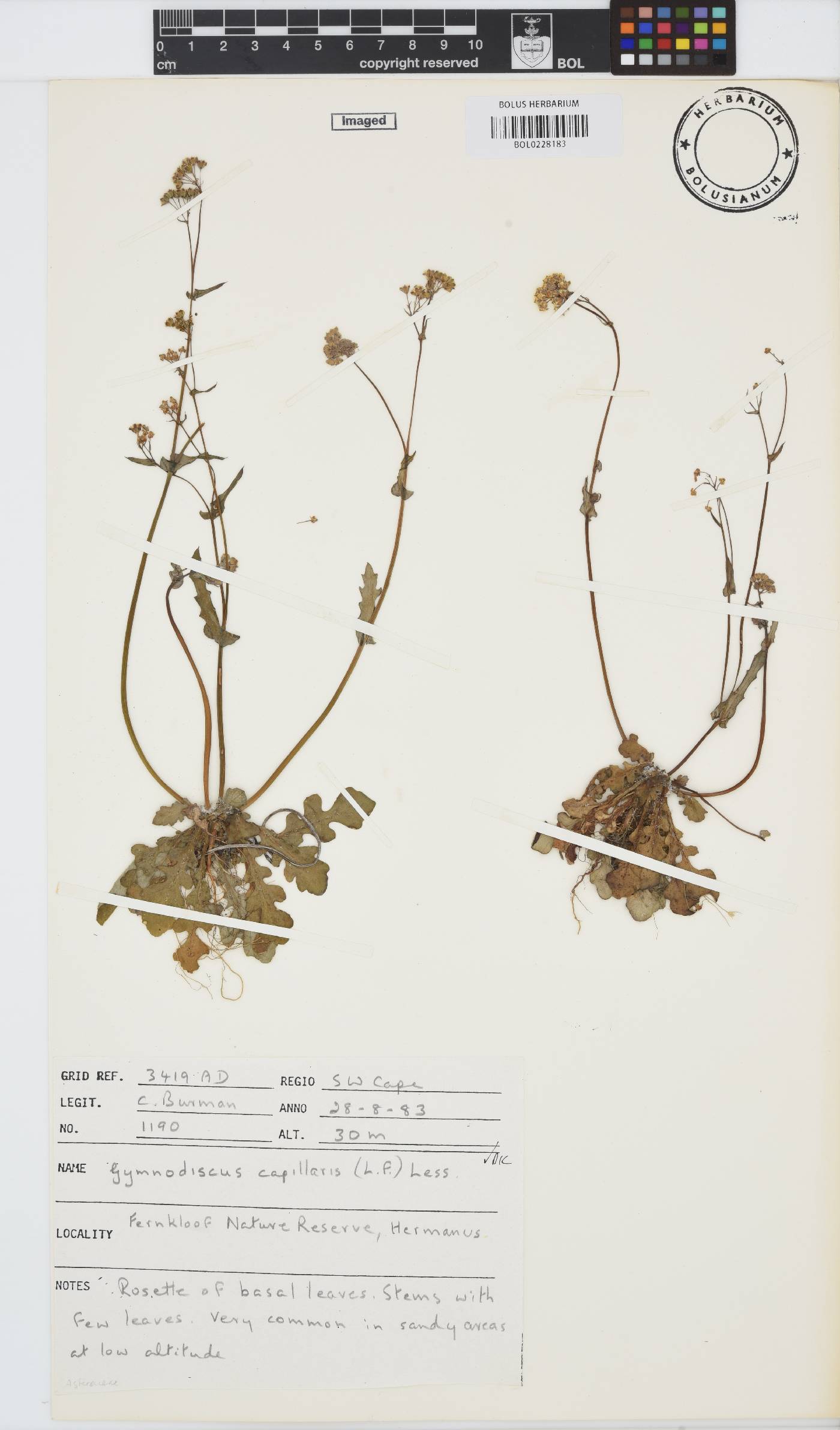 Gymnodiscus capillaris image