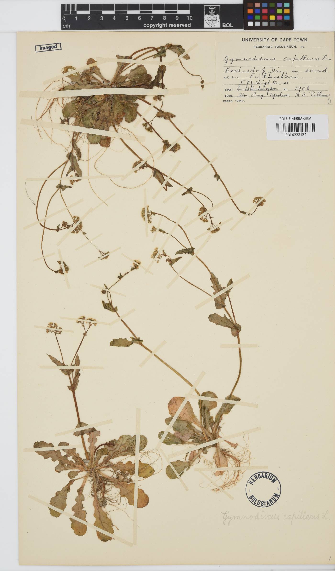 Gymnodiscus capillaris image