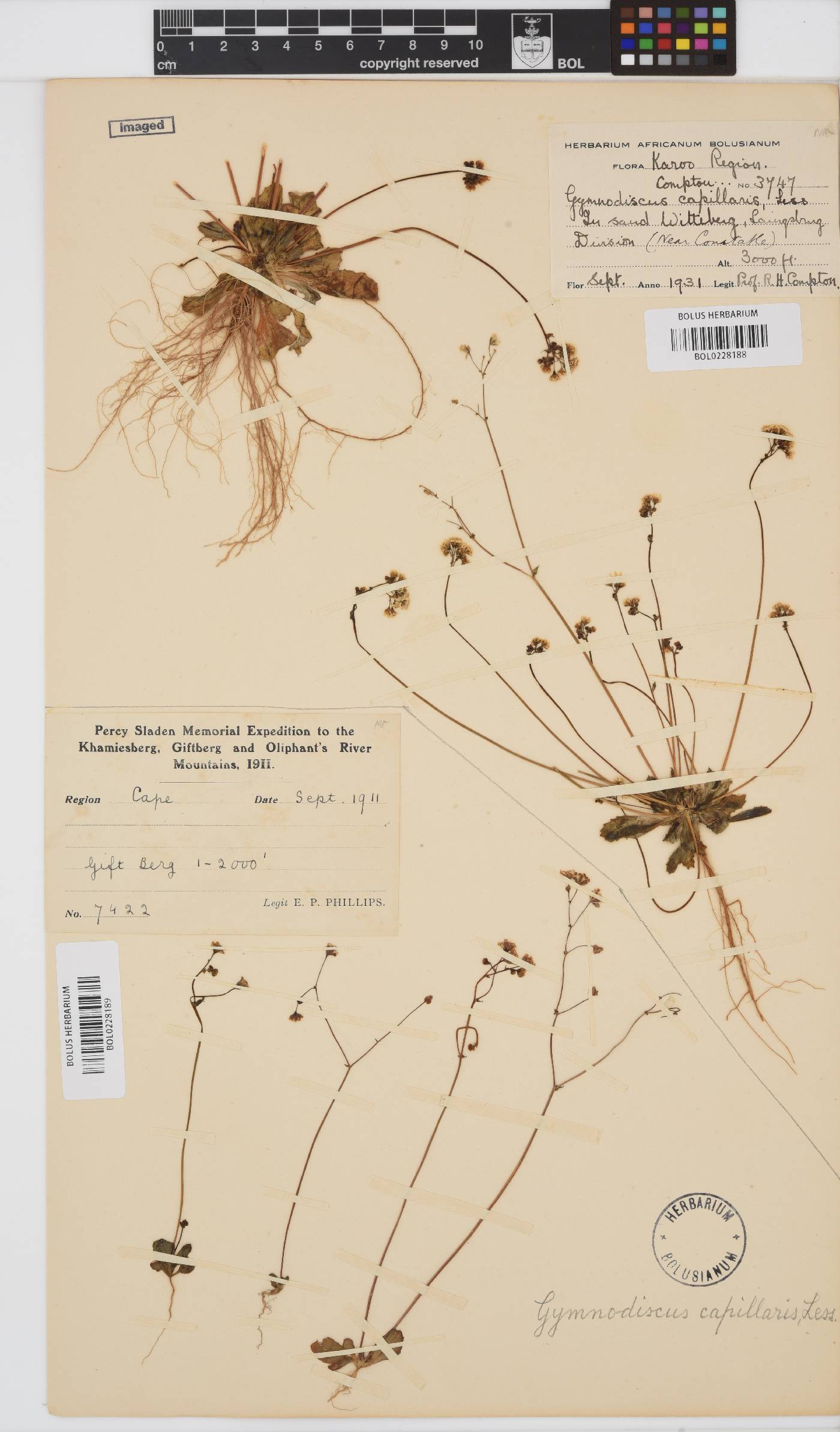 Gymnodiscus capillaris image