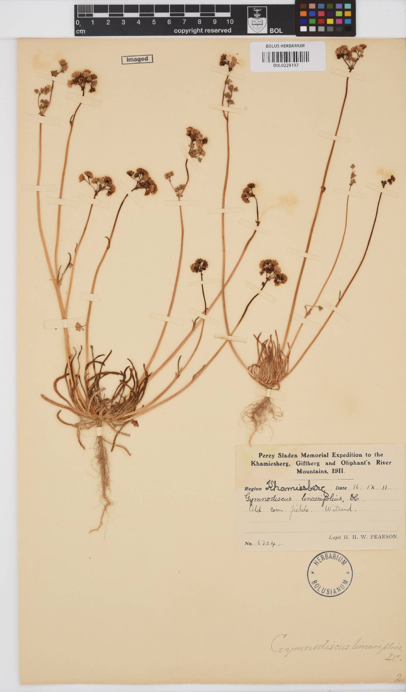Gymnodiscus linearifolius image