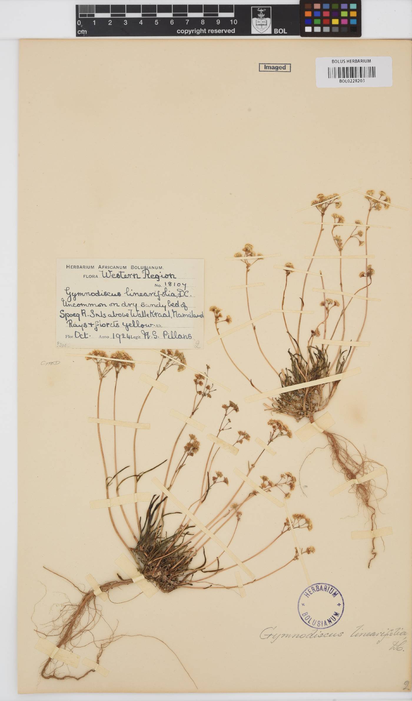 Gymnodiscus linearifolius image