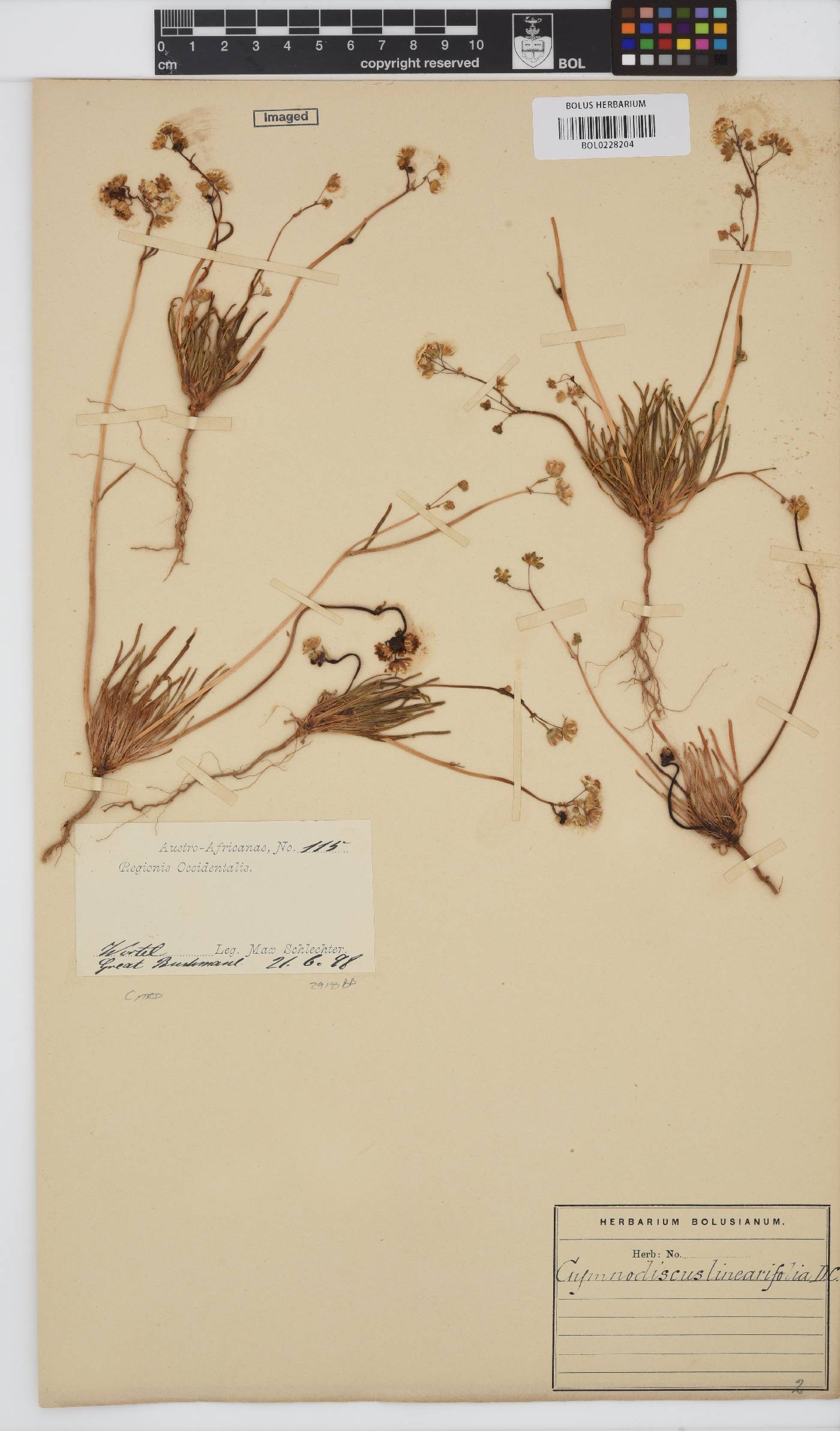 Gymnodiscus linearifolius image