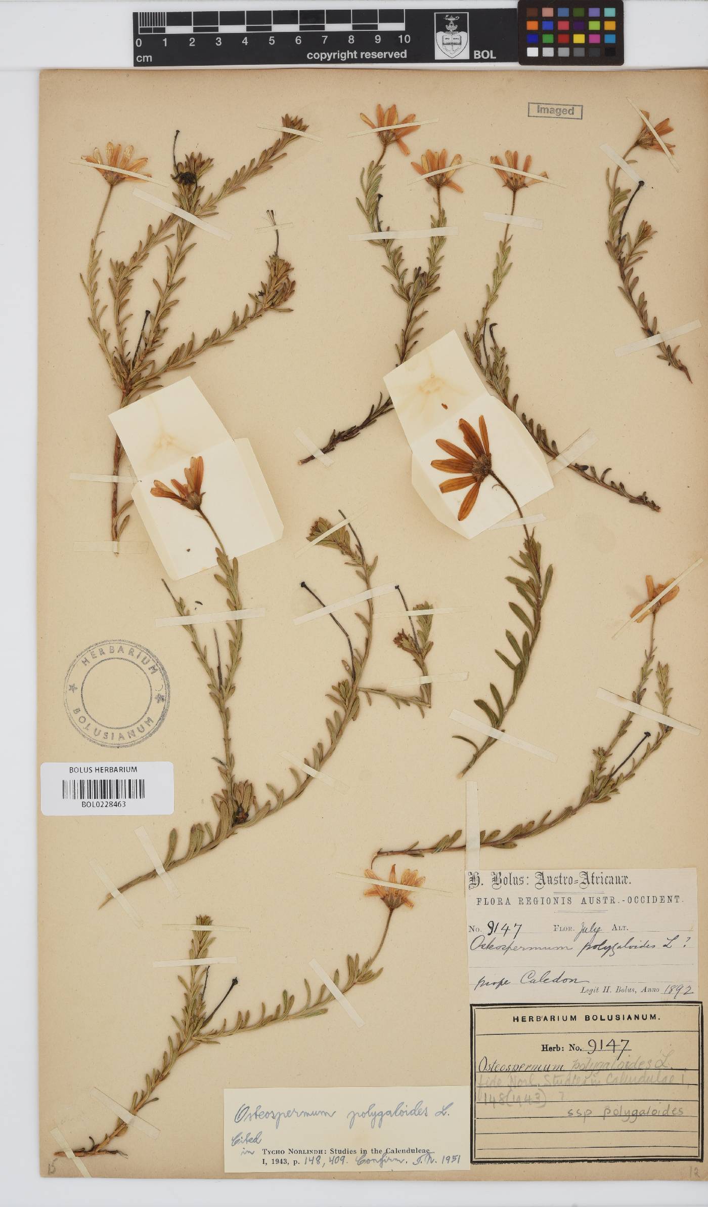 Osteospermum polygaloides image