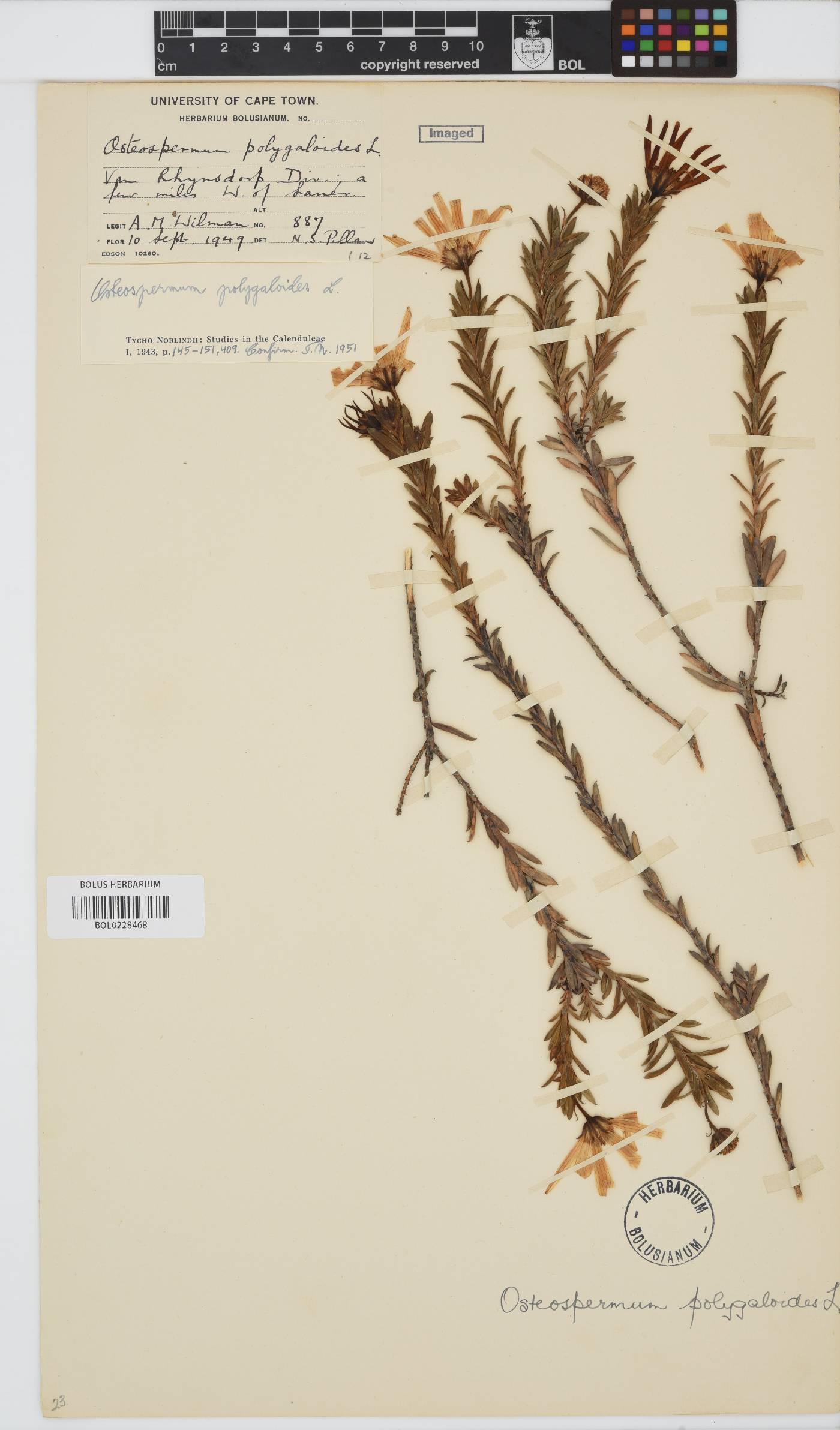 Osteospermum polygaloides image