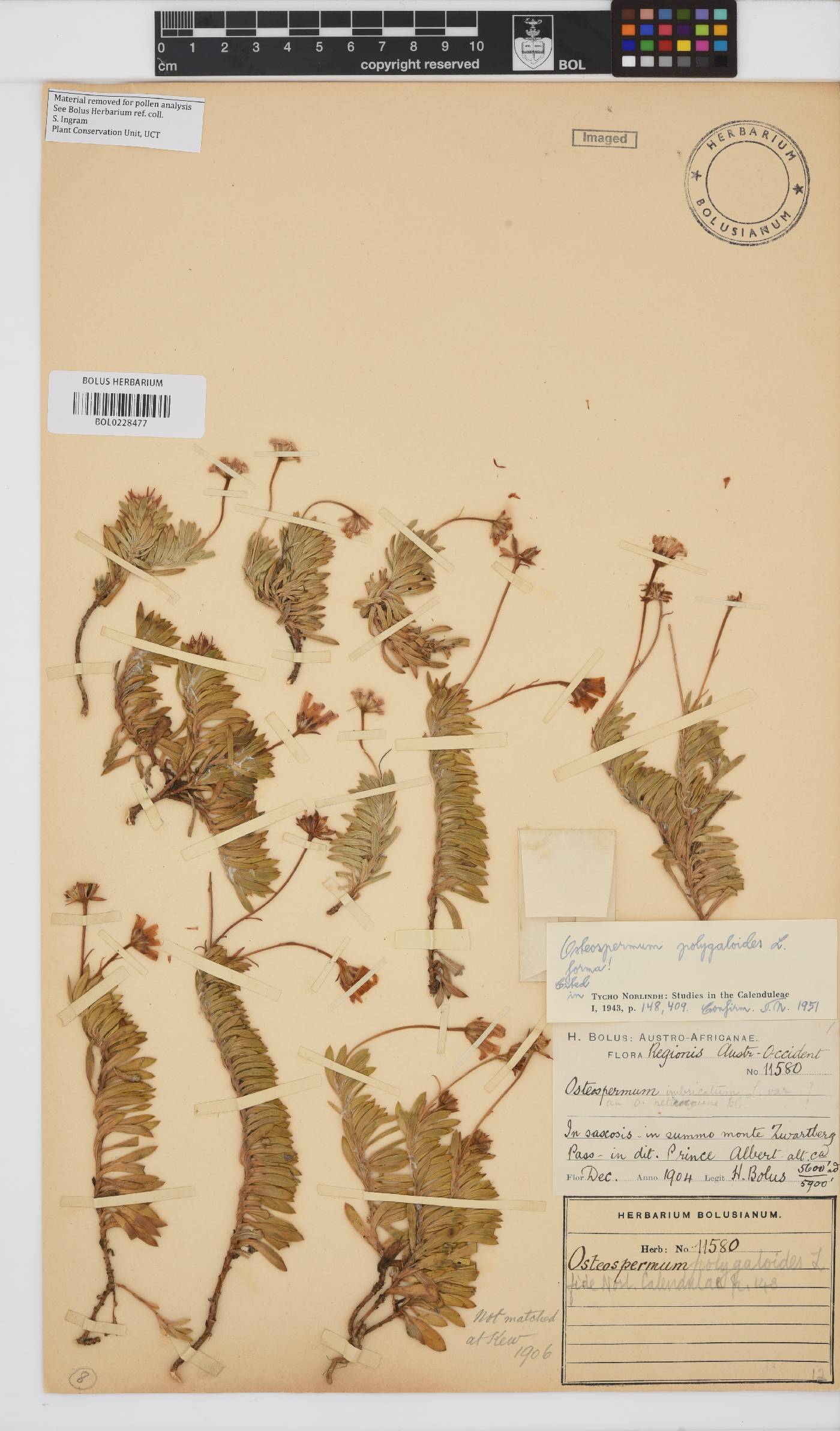 Osteospermum polygaloides image