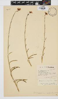Osteospermum asperulum image