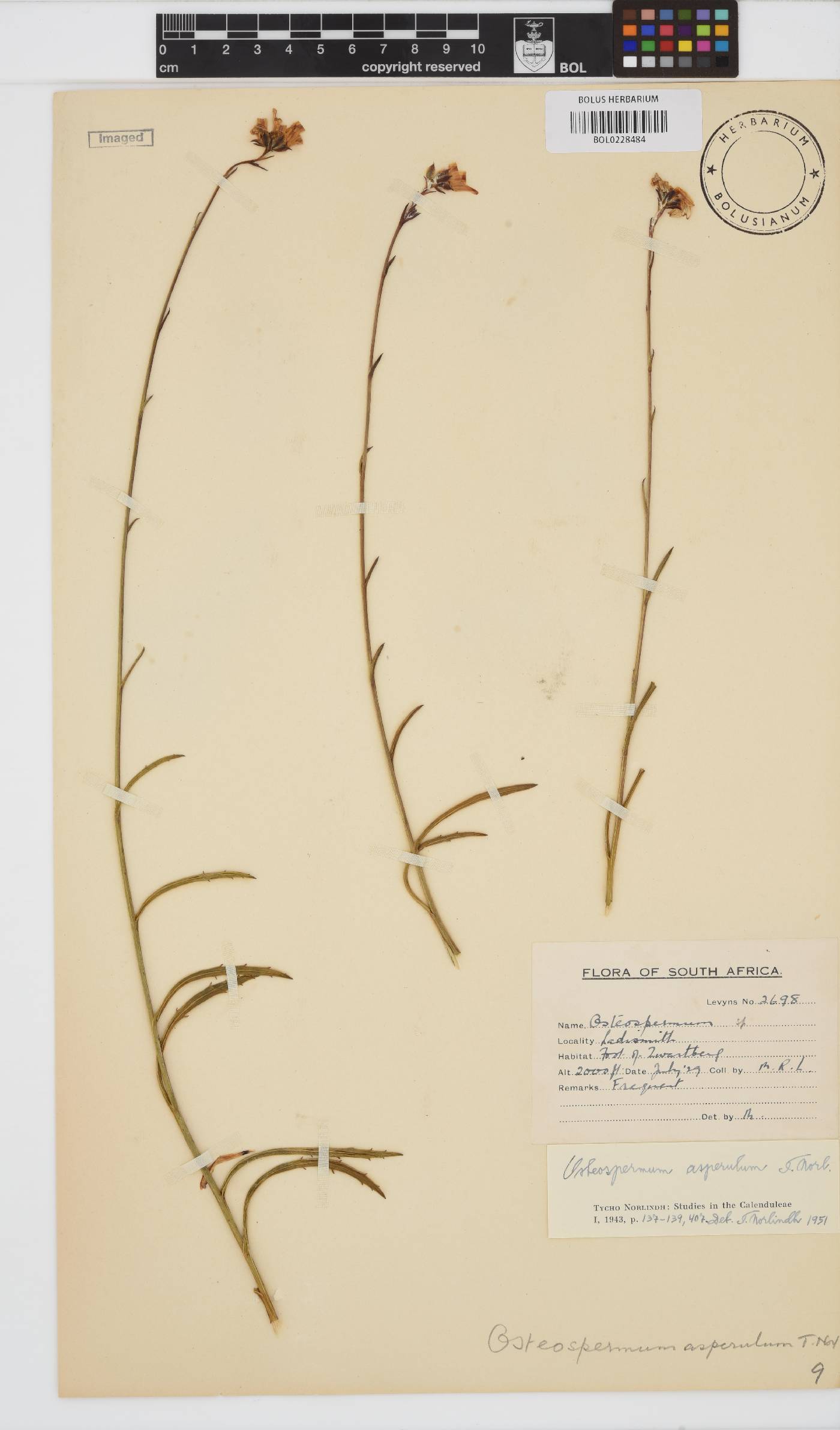 Osteospermum asperulum image