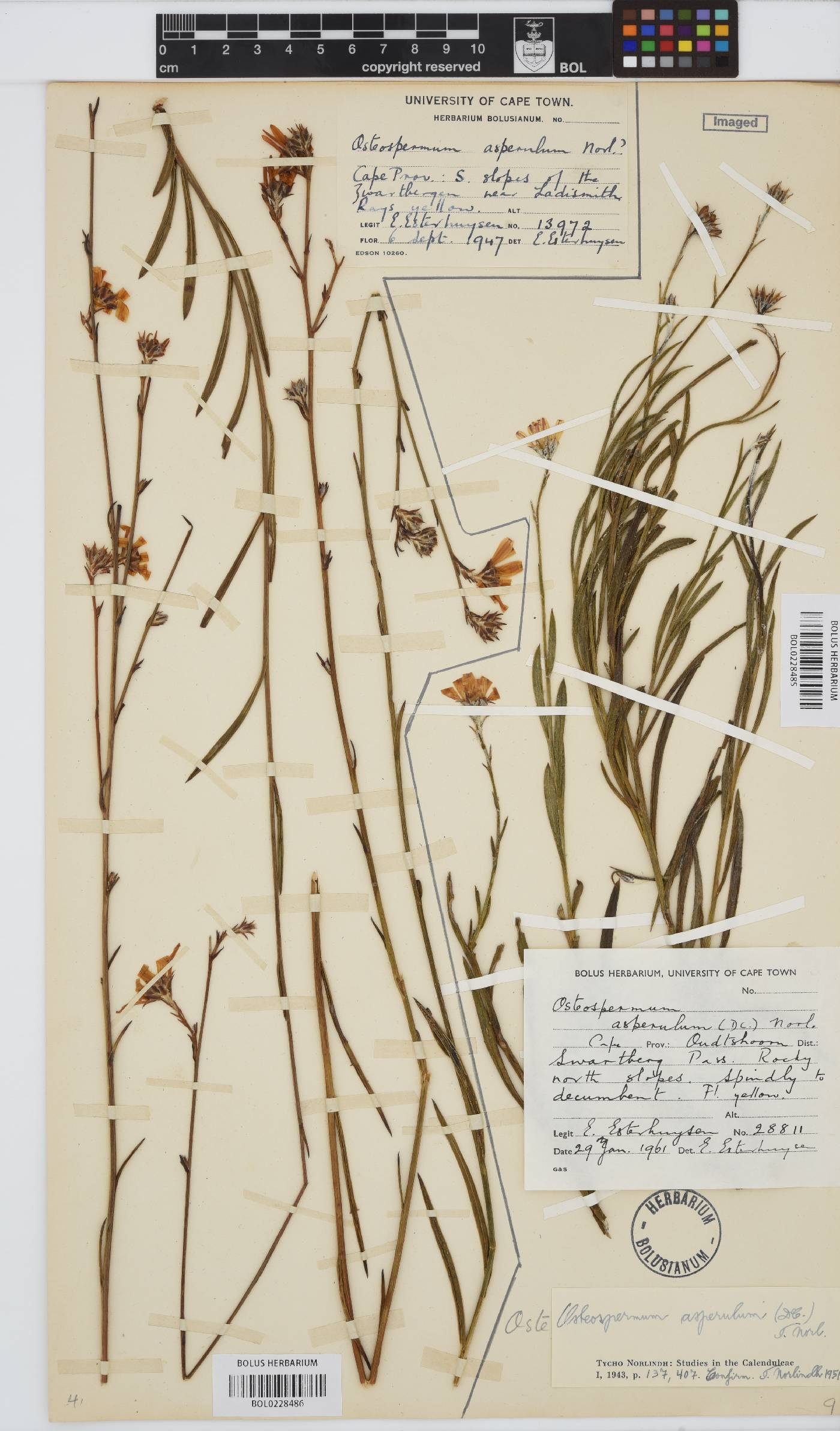 Osteospermum asperulum image