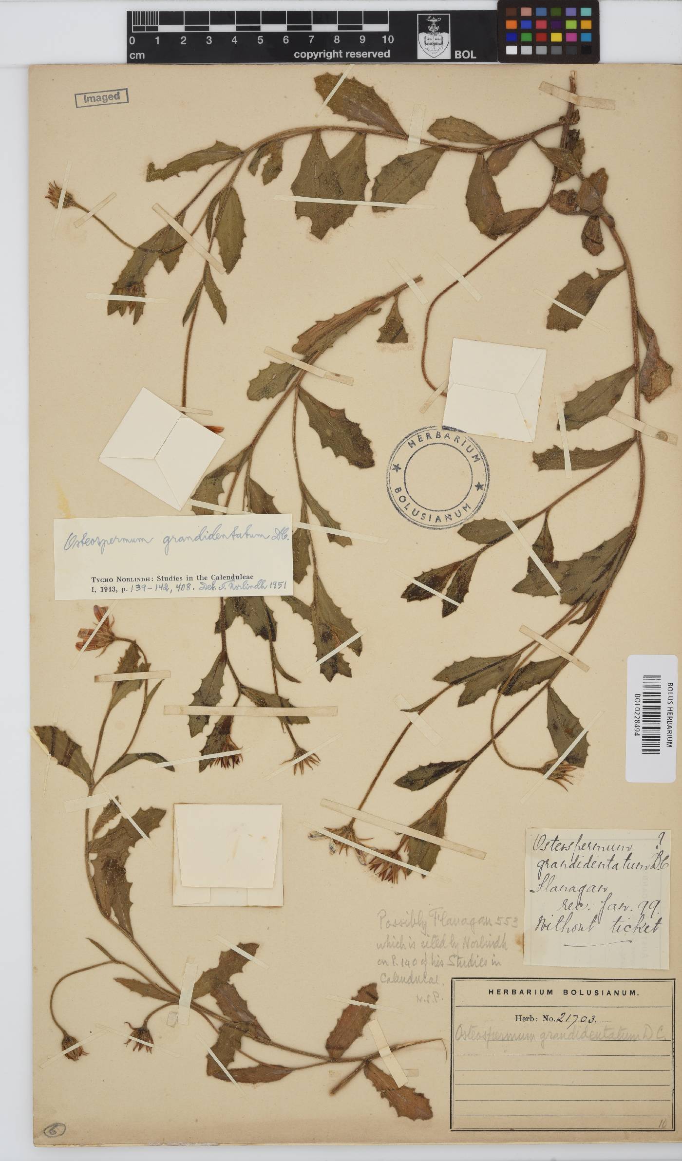 Osteospermum grandidentatum image