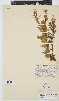 Image of Osteospermum thodei