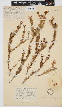 Osteospermum polygaloides image
