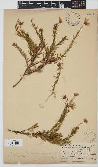 Osteospermum polygaloides image