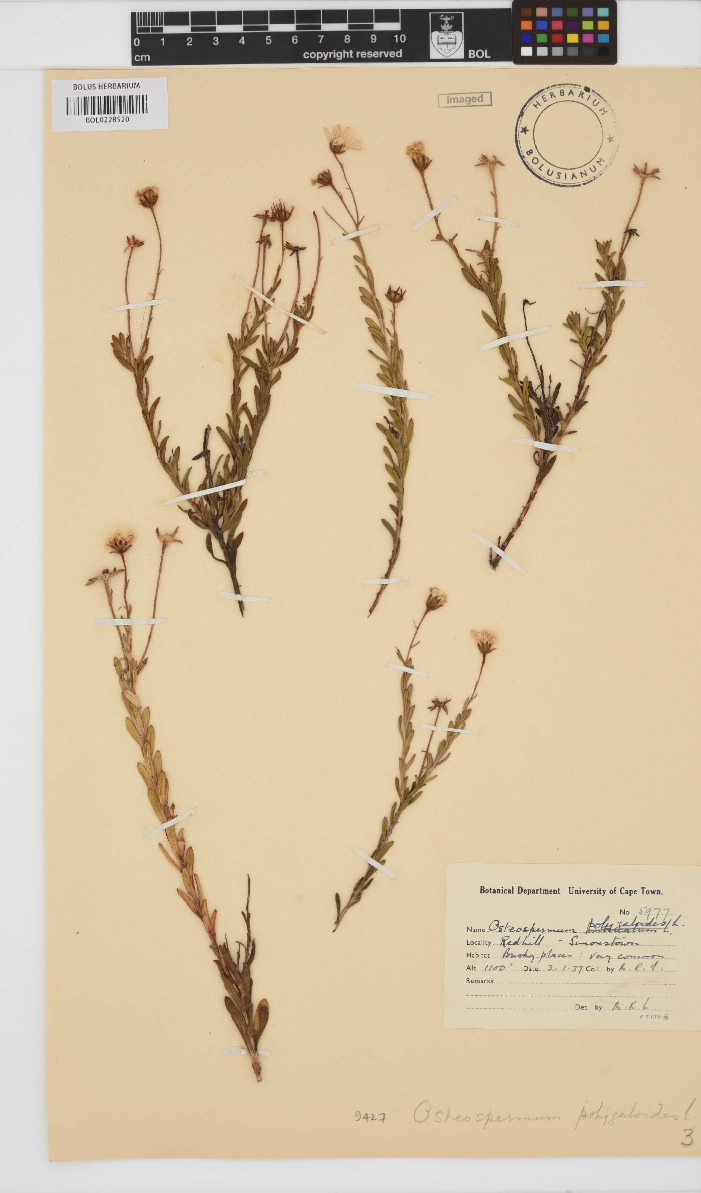 Osteospermum polygaloides image