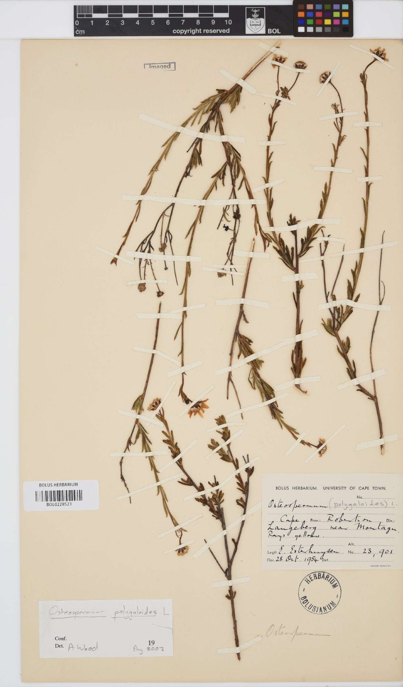 Osteospermum polygaloides image