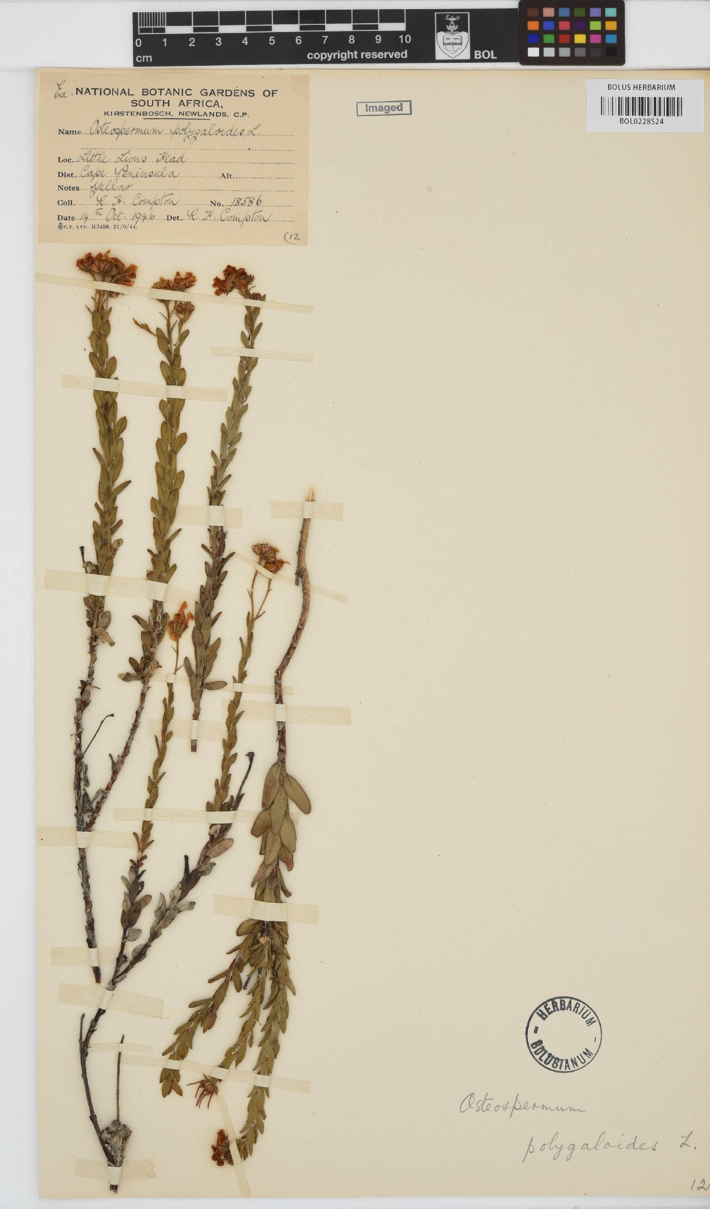 Osteospermum polygaloides image