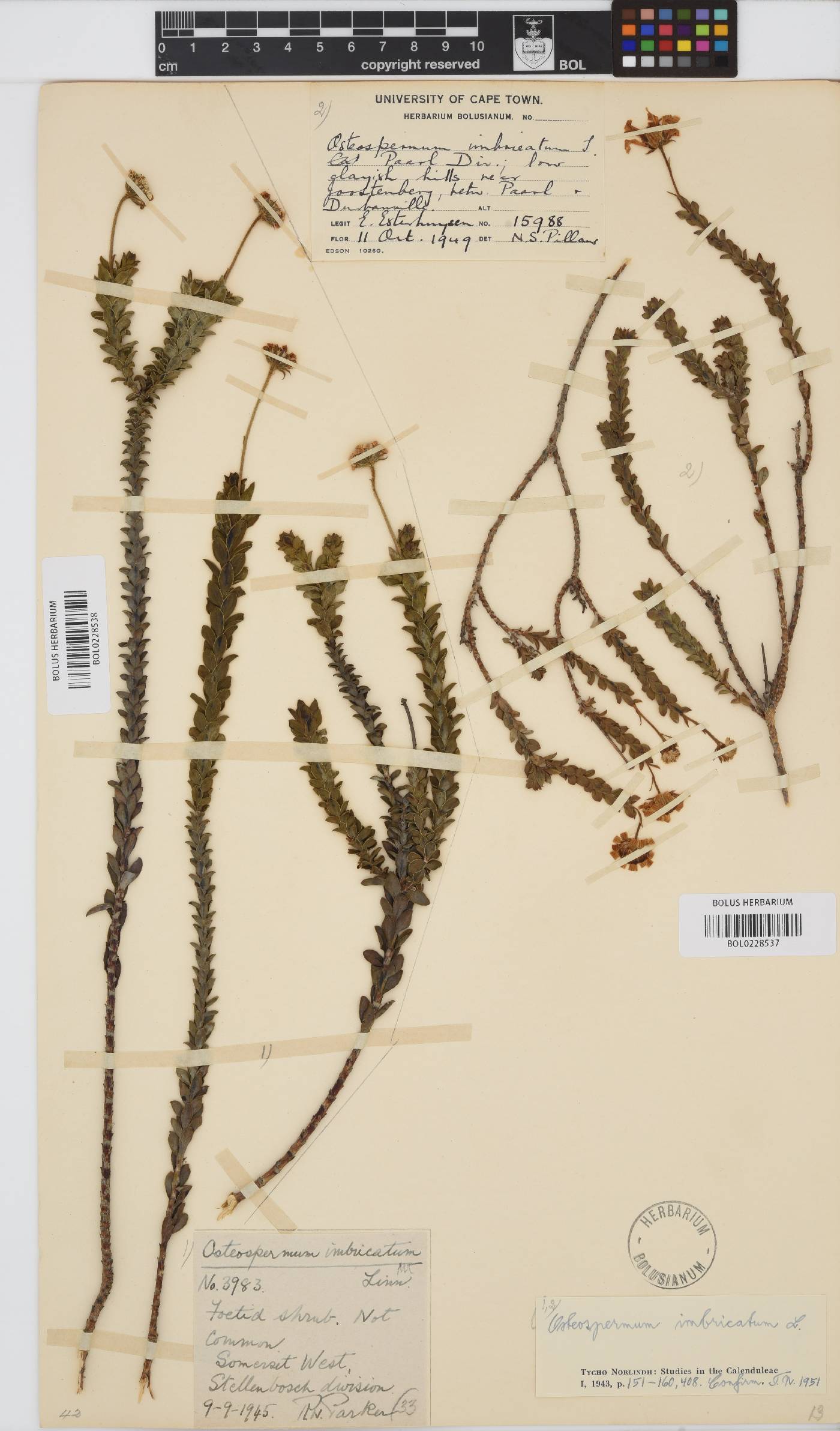 Osteospermum imbricatum subsp. imbricatum image