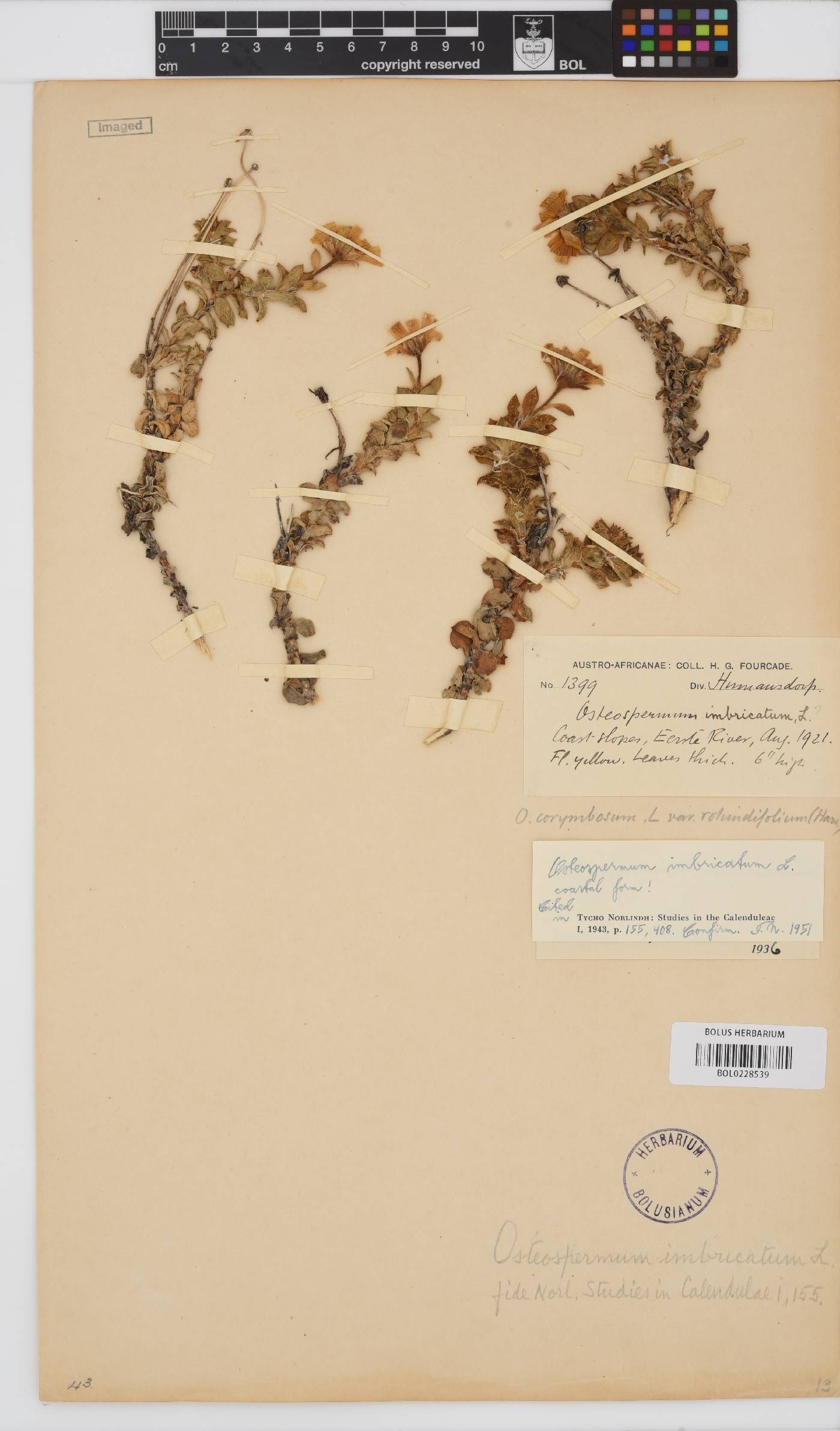 Osteospermum imbricatum image
