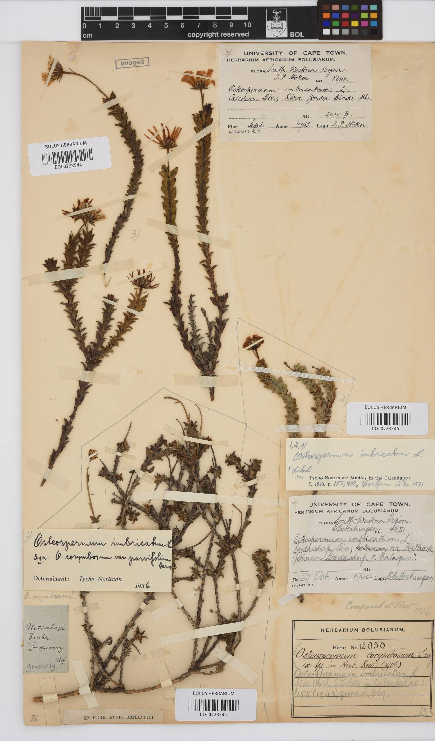 Osteospermum imbricatum subsp. imbricatum image