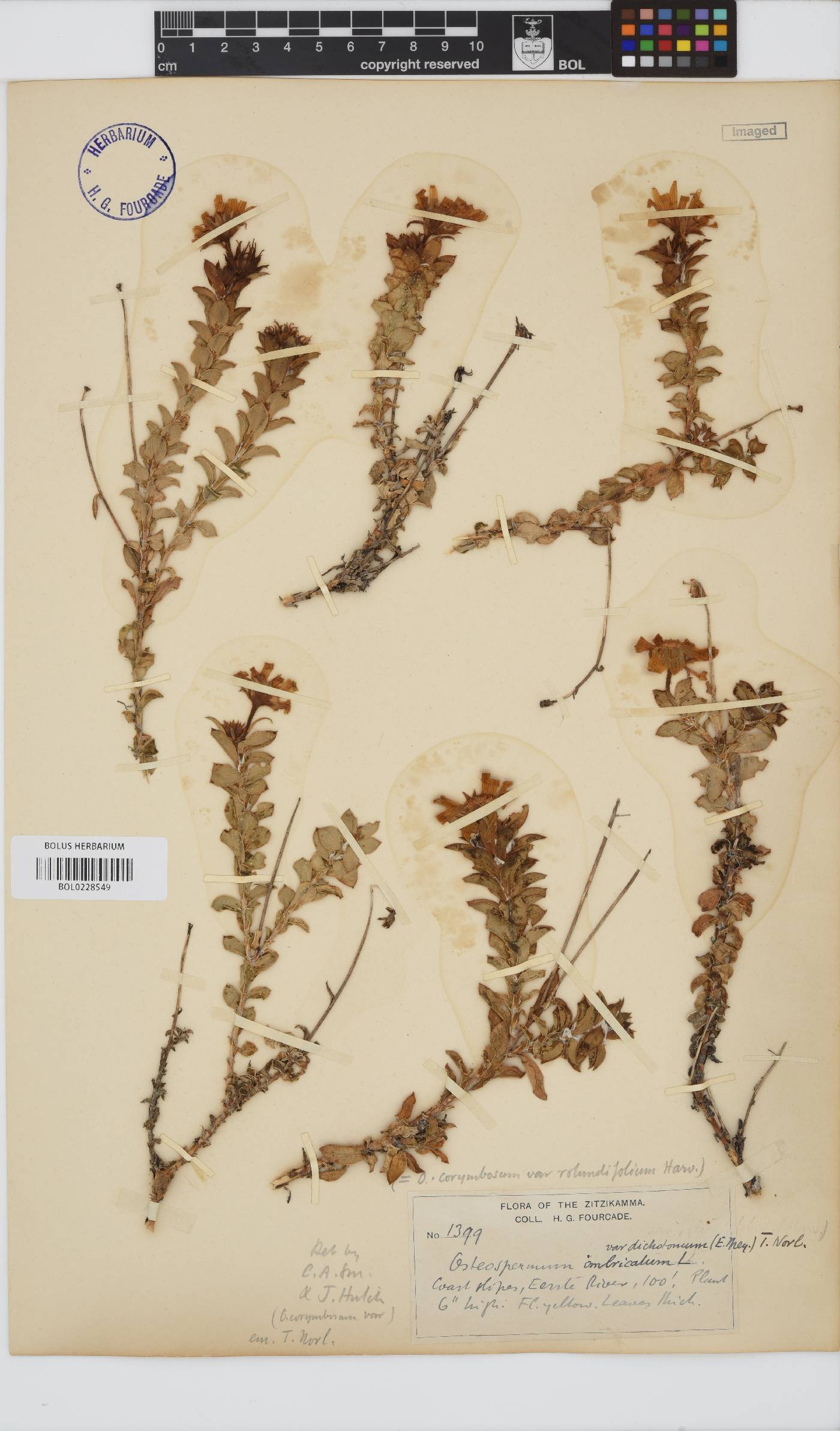 Osteospermum imbricatum subsp. imbricatum image