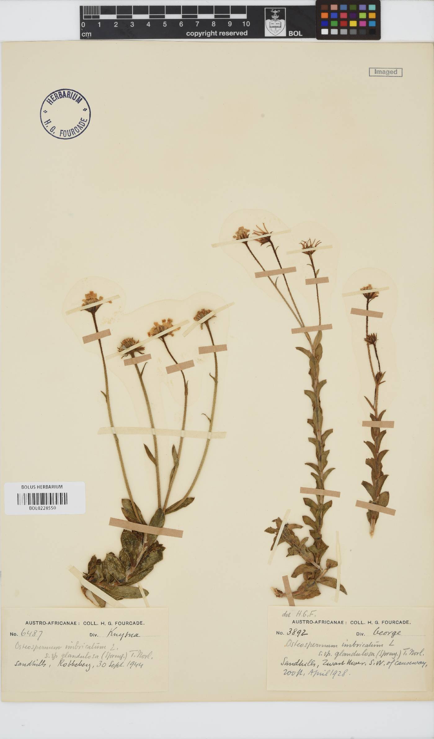 Osteospermum imbricatum image